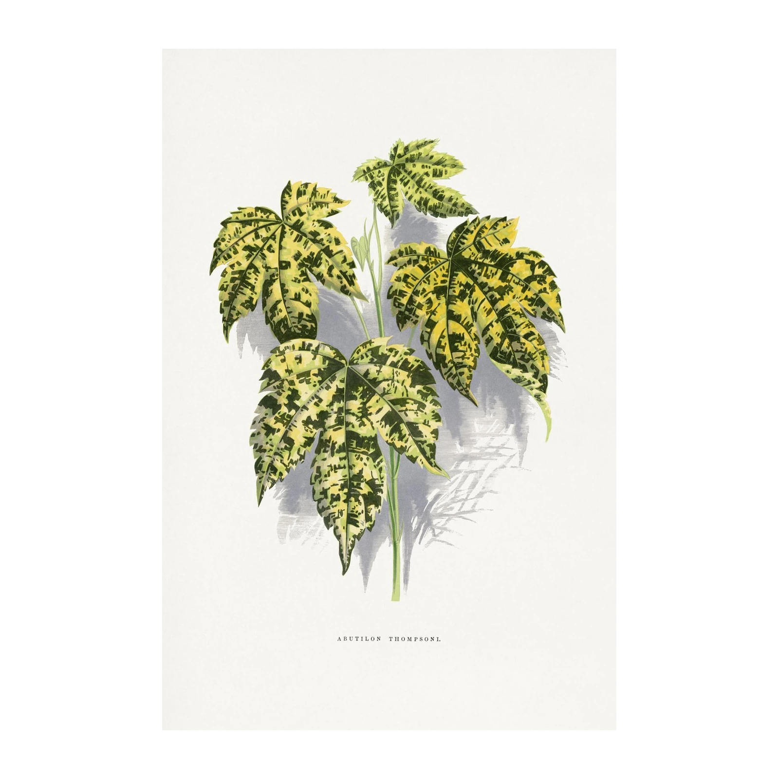 Abutilon Thompsonii Botanical Art Wall Art