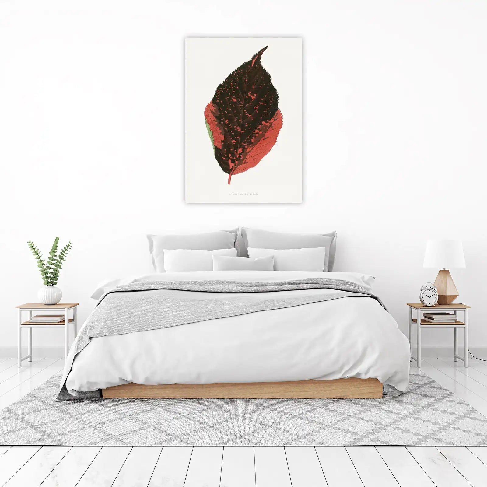 Acalypha Tricolor Leaf Botanical Wall Art