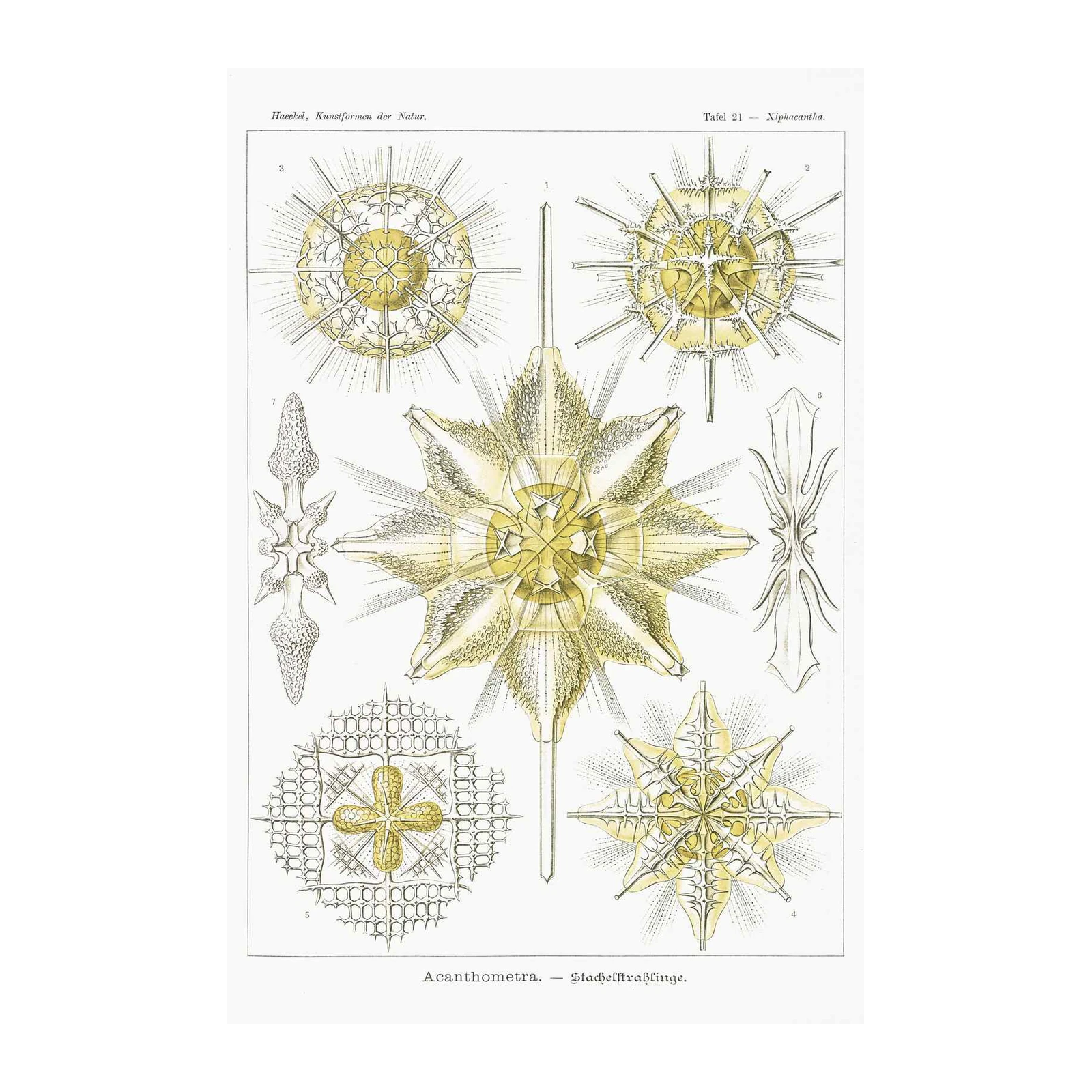 Scientific Radiolaria Art Print - Haeckel's Nature Wall Art