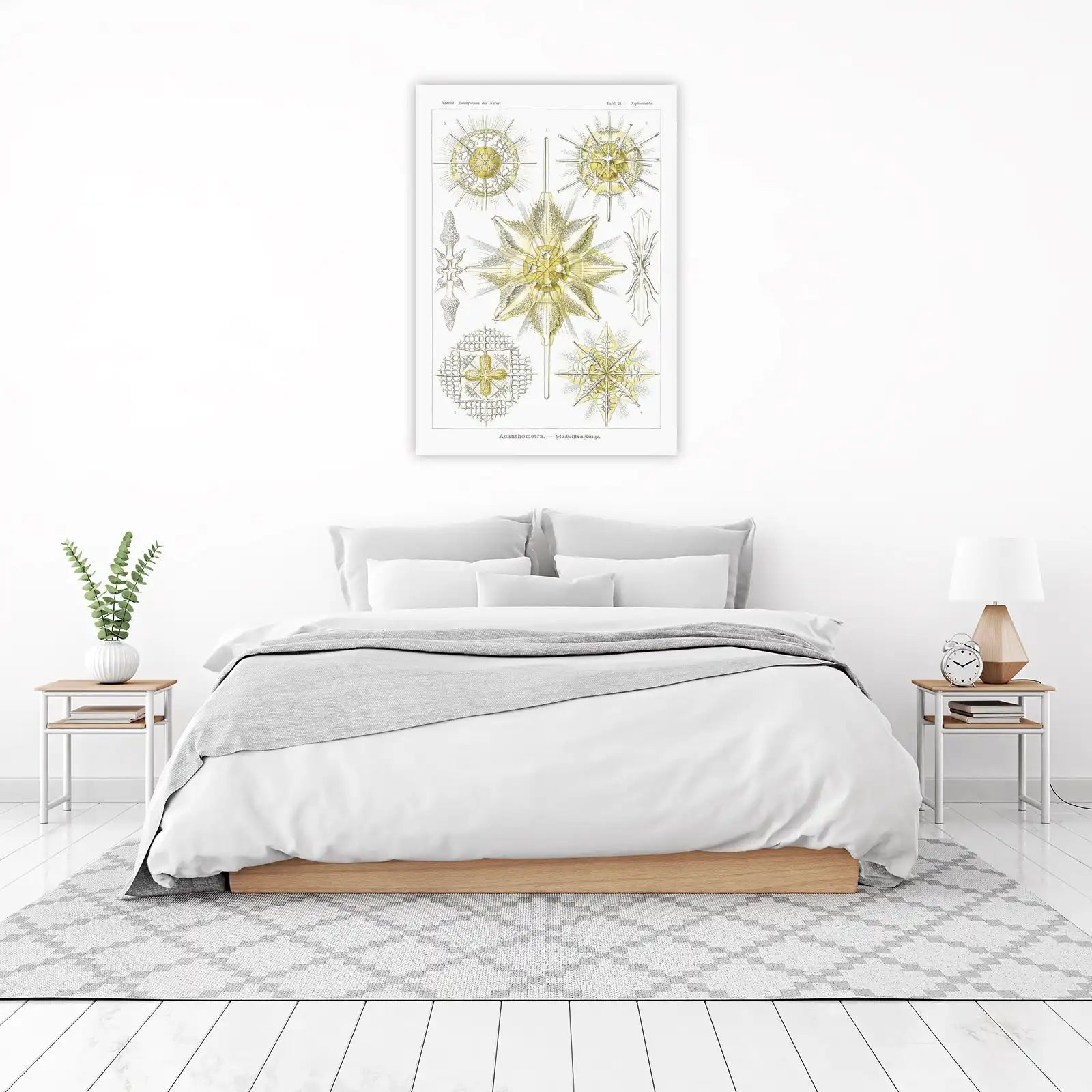 Scientific Radiolaria Art Print - Haeckel's Nature Wall Art