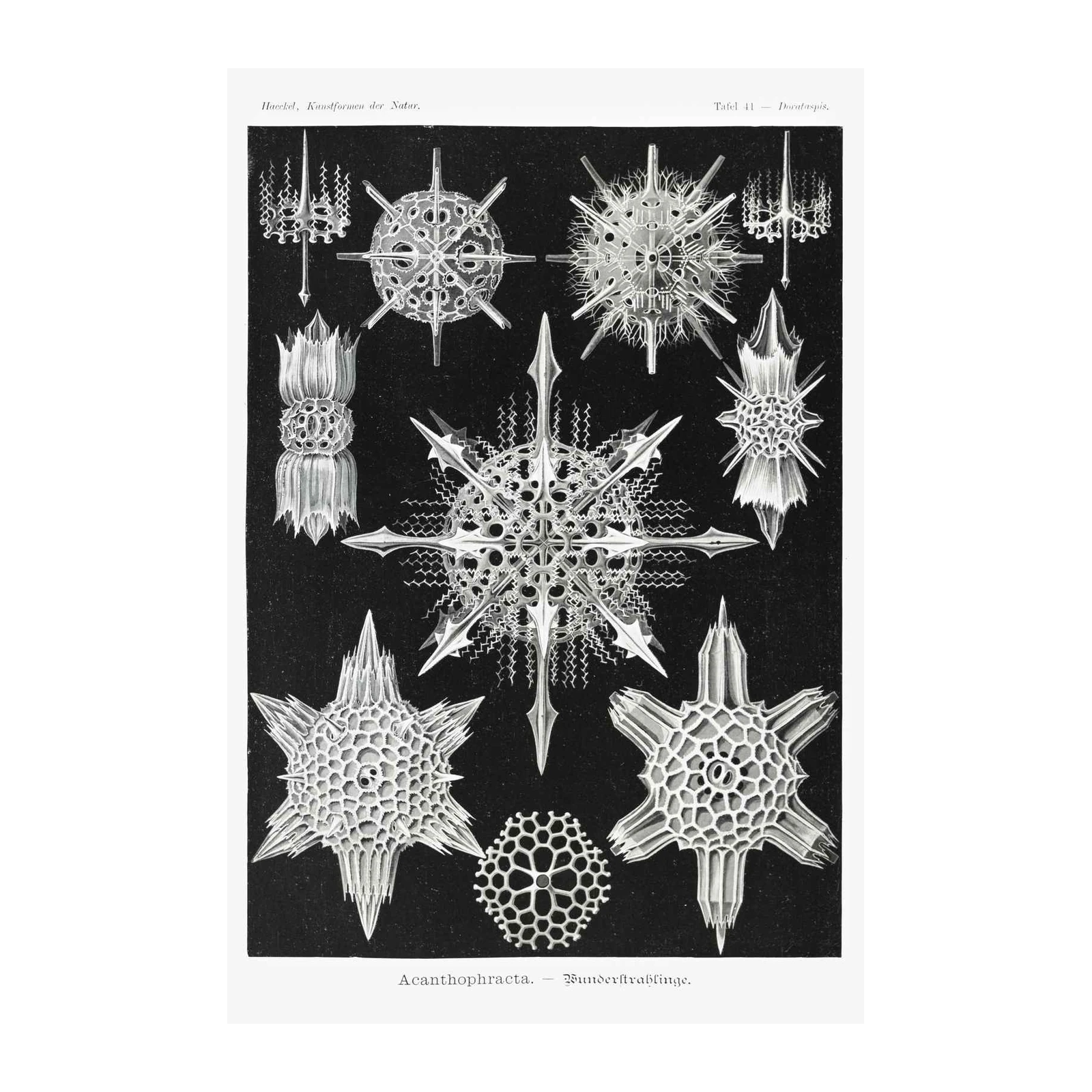 Earthy Radiance Acanthophracta Wall Art