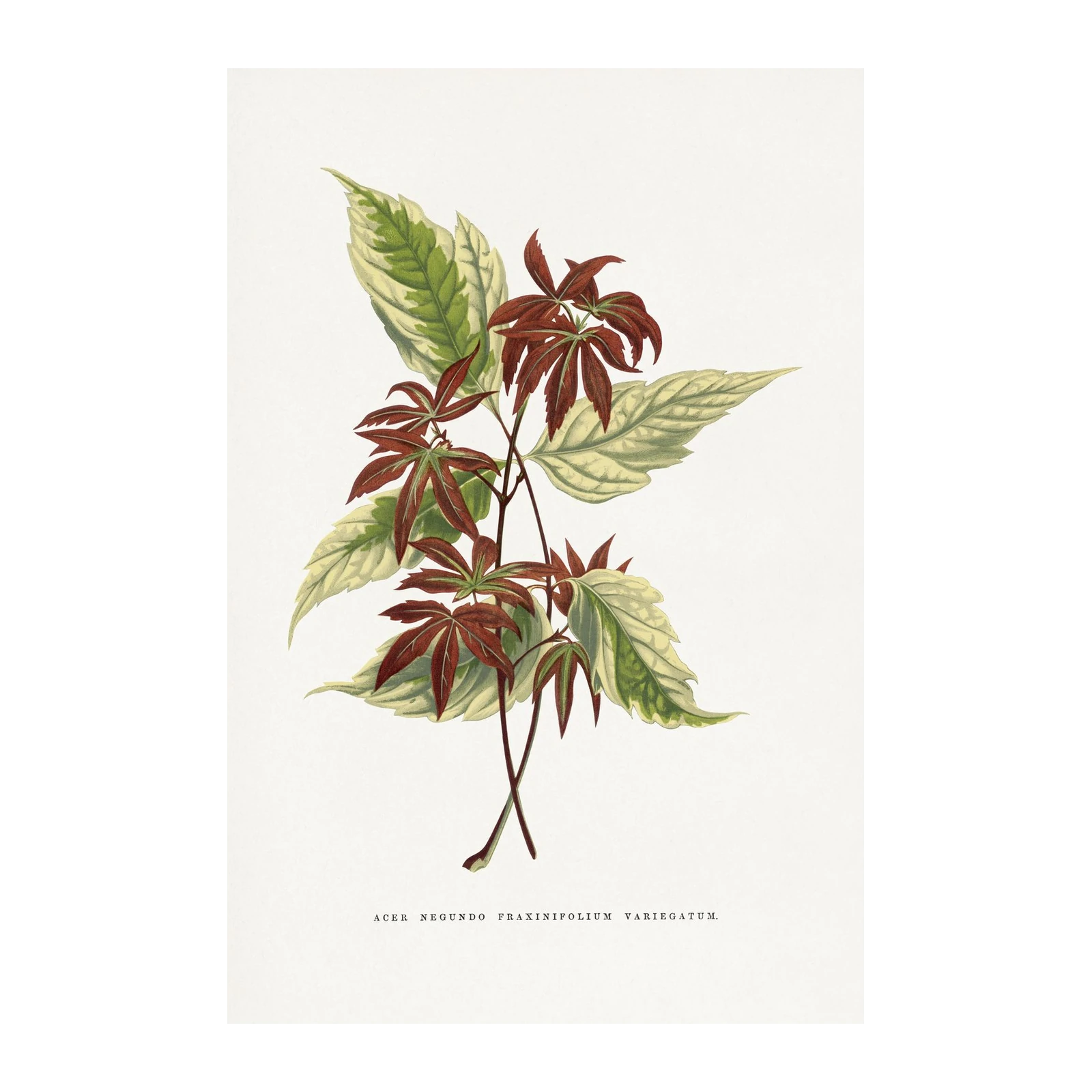 Botanical Maple Leaf Vintage Wall Art