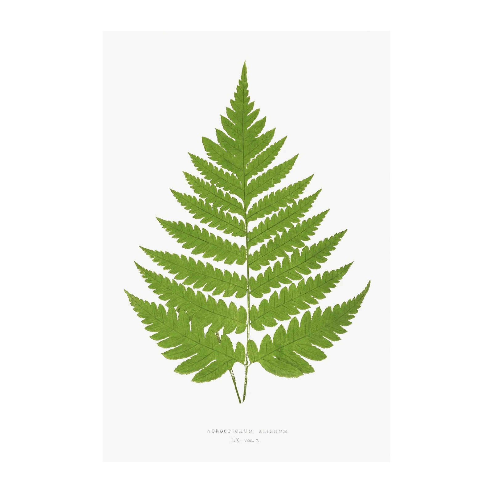 Green Fern Botanical Art Wall Art