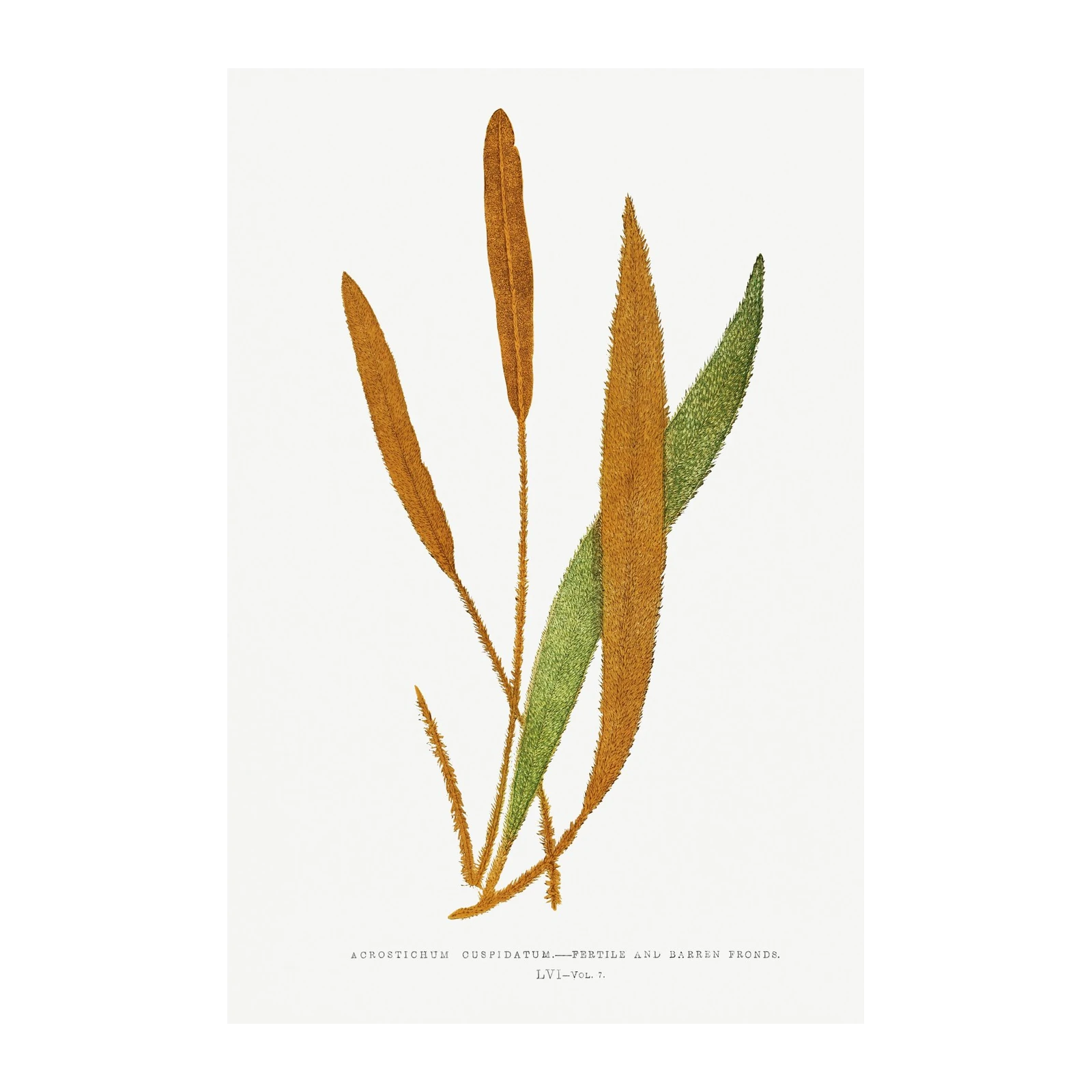 Vintage Fern Botanical Wall Art Wall Art