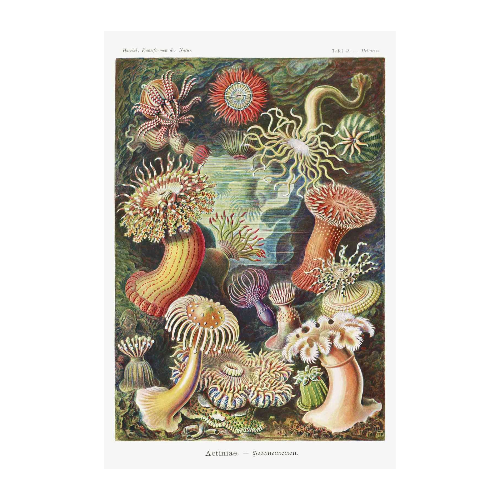 Vintage Sea Anemone Art Wall Art