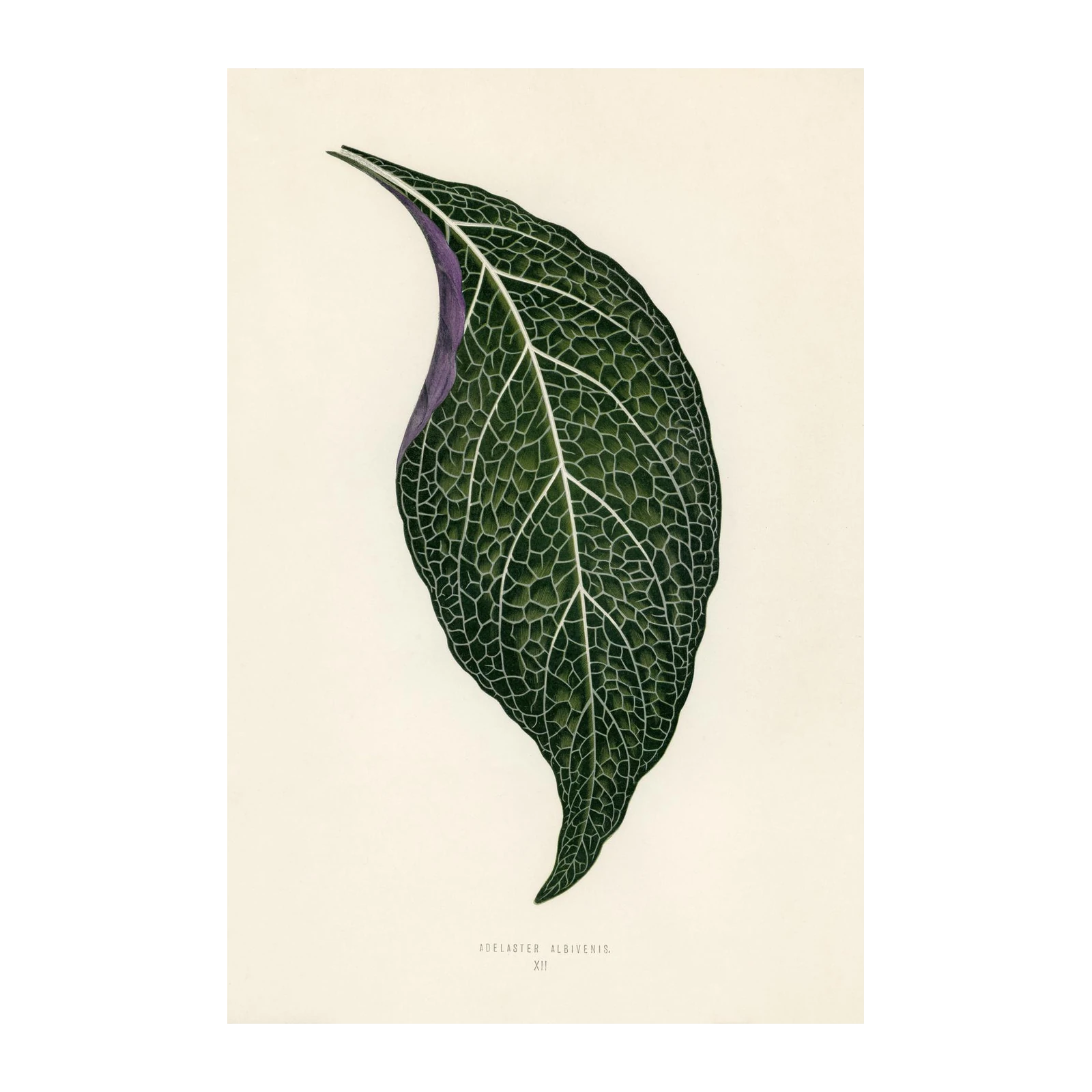 Botanical Leaf Art: Dark Green & Purple Wall Art