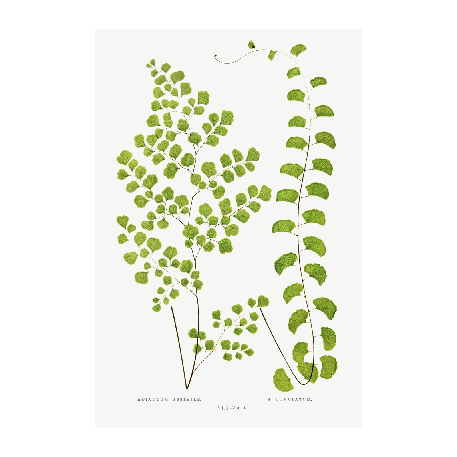 Vibrant Green Fern Botanical Art Wall Art