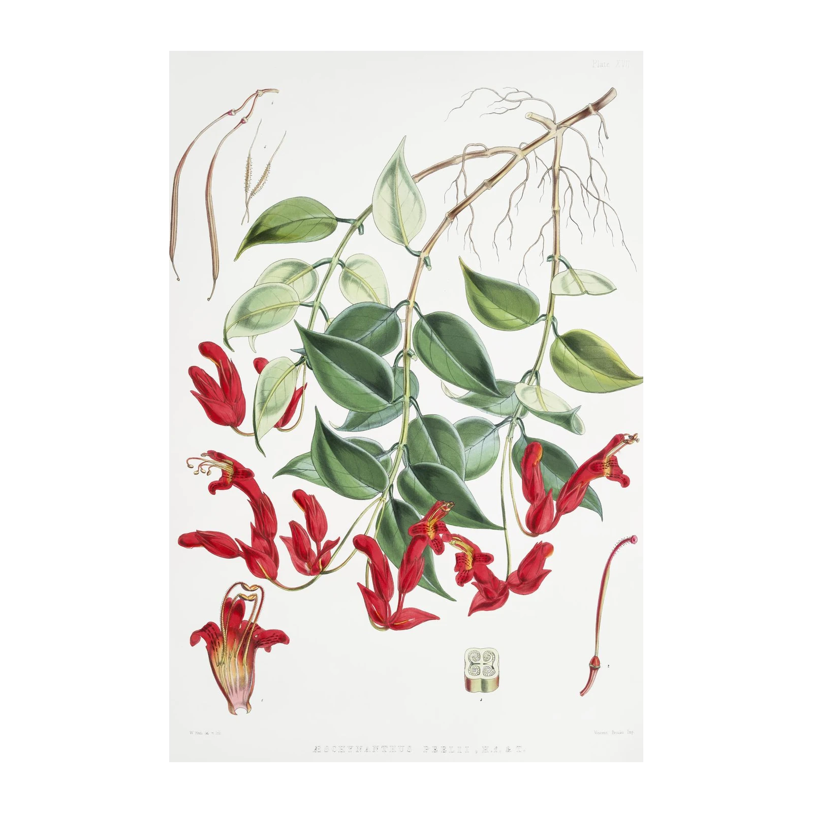 Vibrant Red Tecoma Plant Botanical Art Wall Art