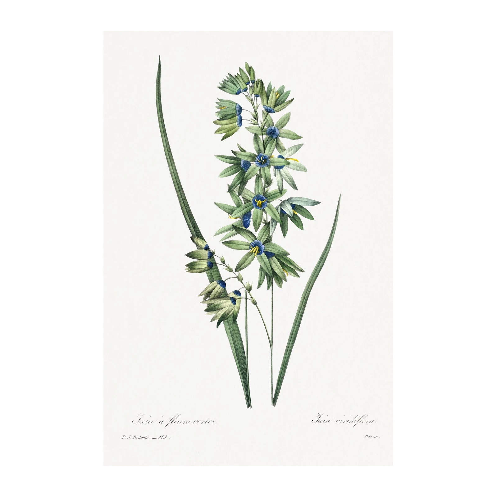 Botanical Ixia Flower Botanical Print