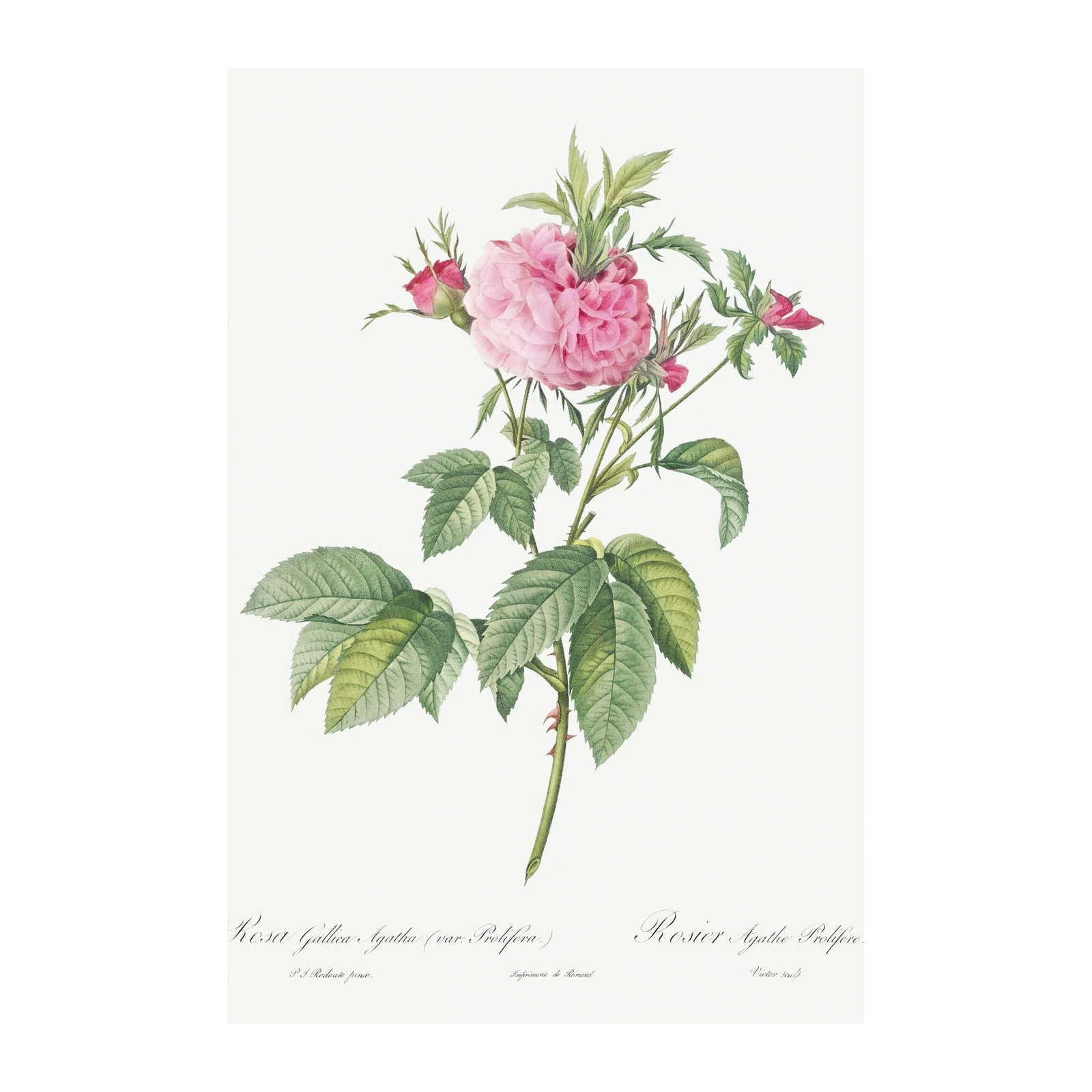 Vintage Pink Rose Botanical Art Wall Art