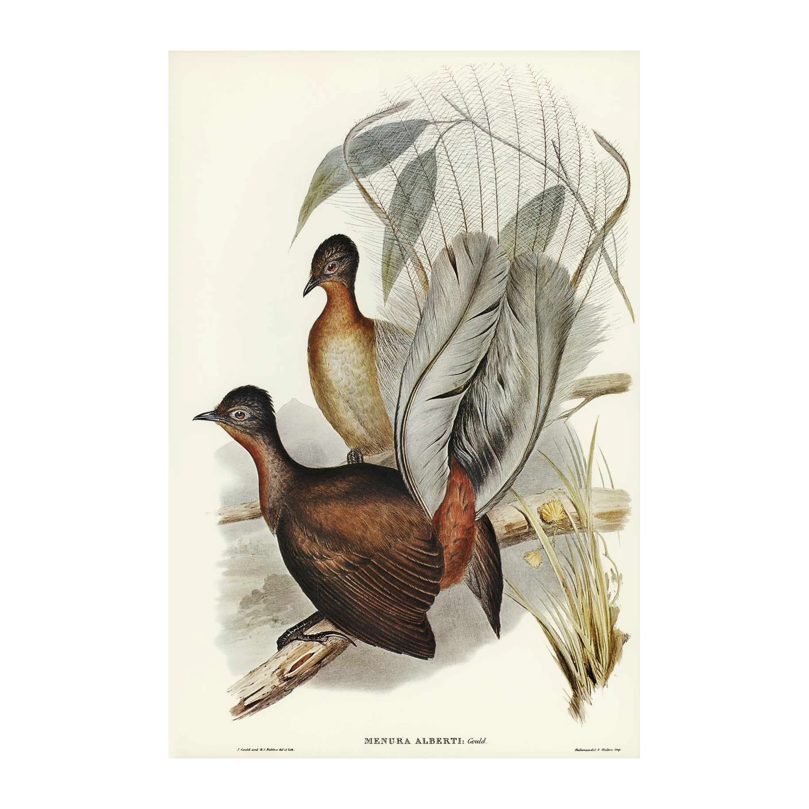 Exotic Lyrebird Art Wall Art - Vintage Bird Decor