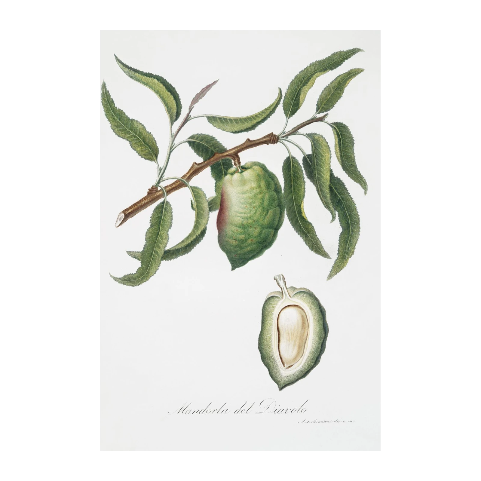 Vintage Almond Botanical Art Wall Art