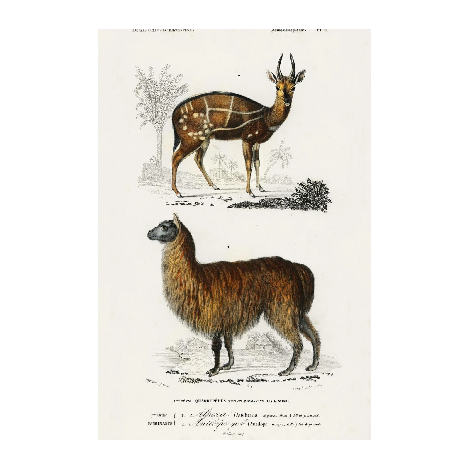 Vintage Alpaca & Antelope Wall Art Wall Art