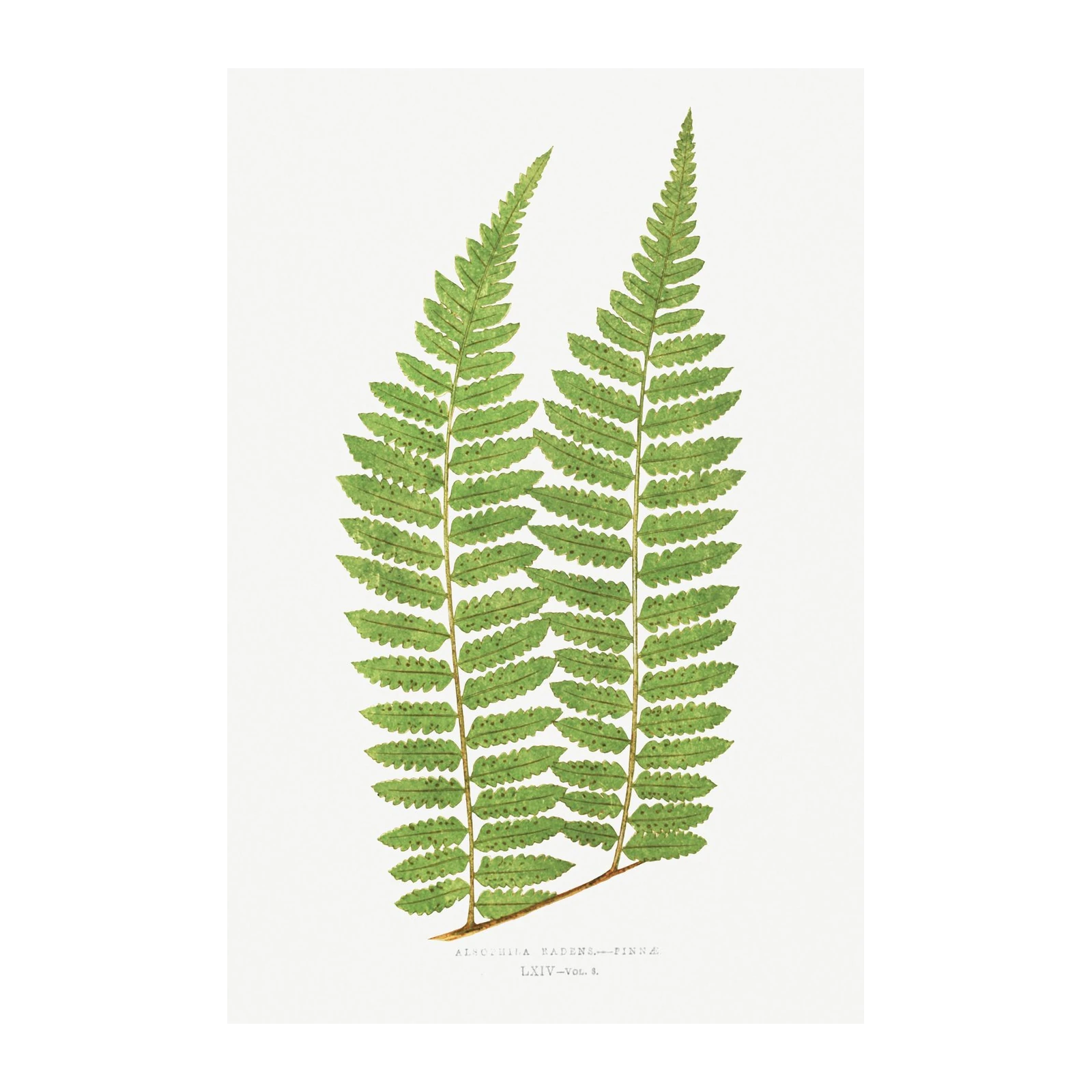 Vintage Fern Botanical Art Wall Art