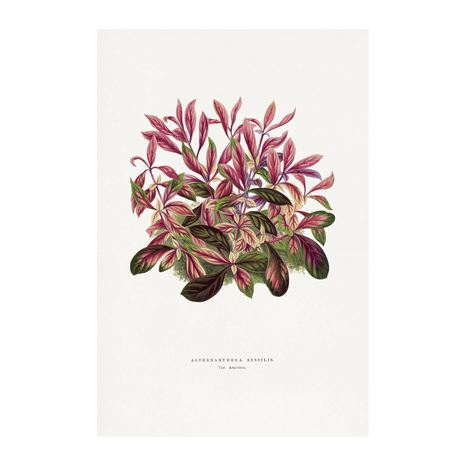Botanical Plant Art: Alternanthera S. Wall Art