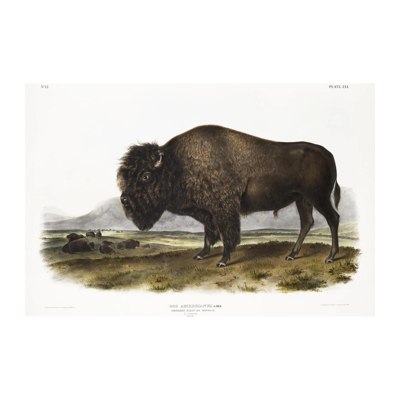 Majestic Bison Prairie Landscape Wall Art