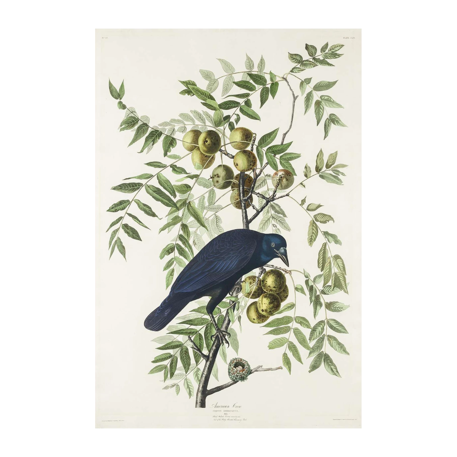 American Crow with Walnuts Art Wall Art