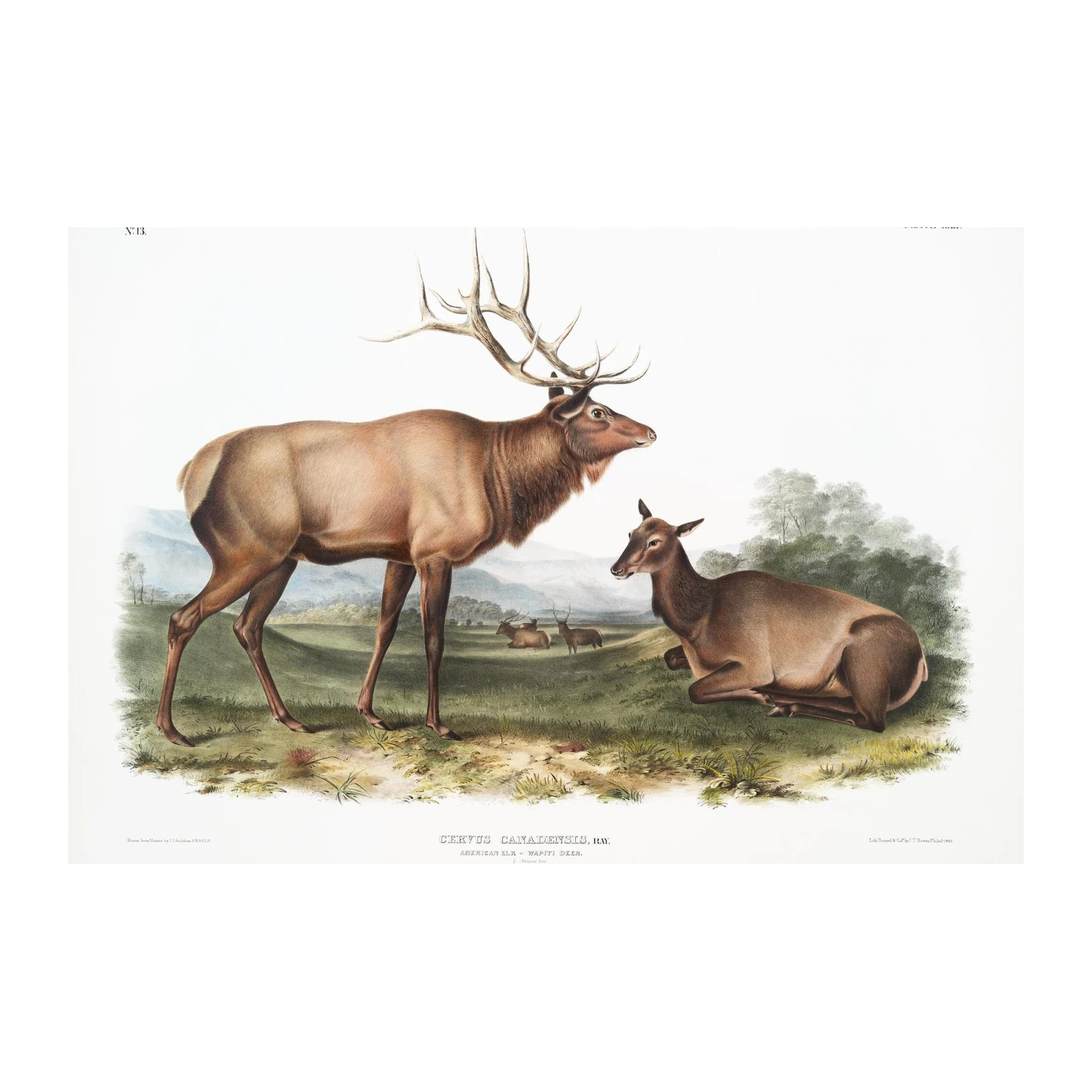 Majestic Elk & Doe Wildlife Wall Art