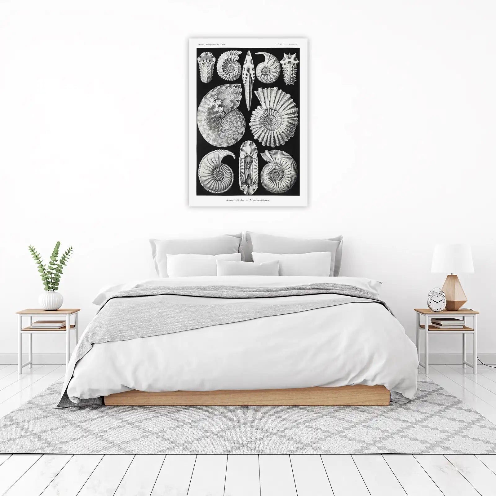 Vintage Ammonite Fossil Art Wall Art