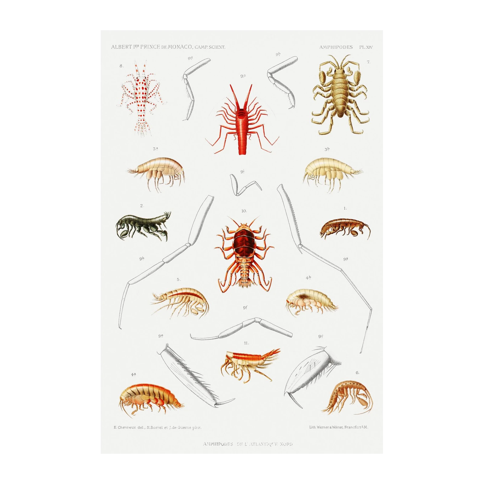 Vintage Amphipod Sea Creature Wall Art