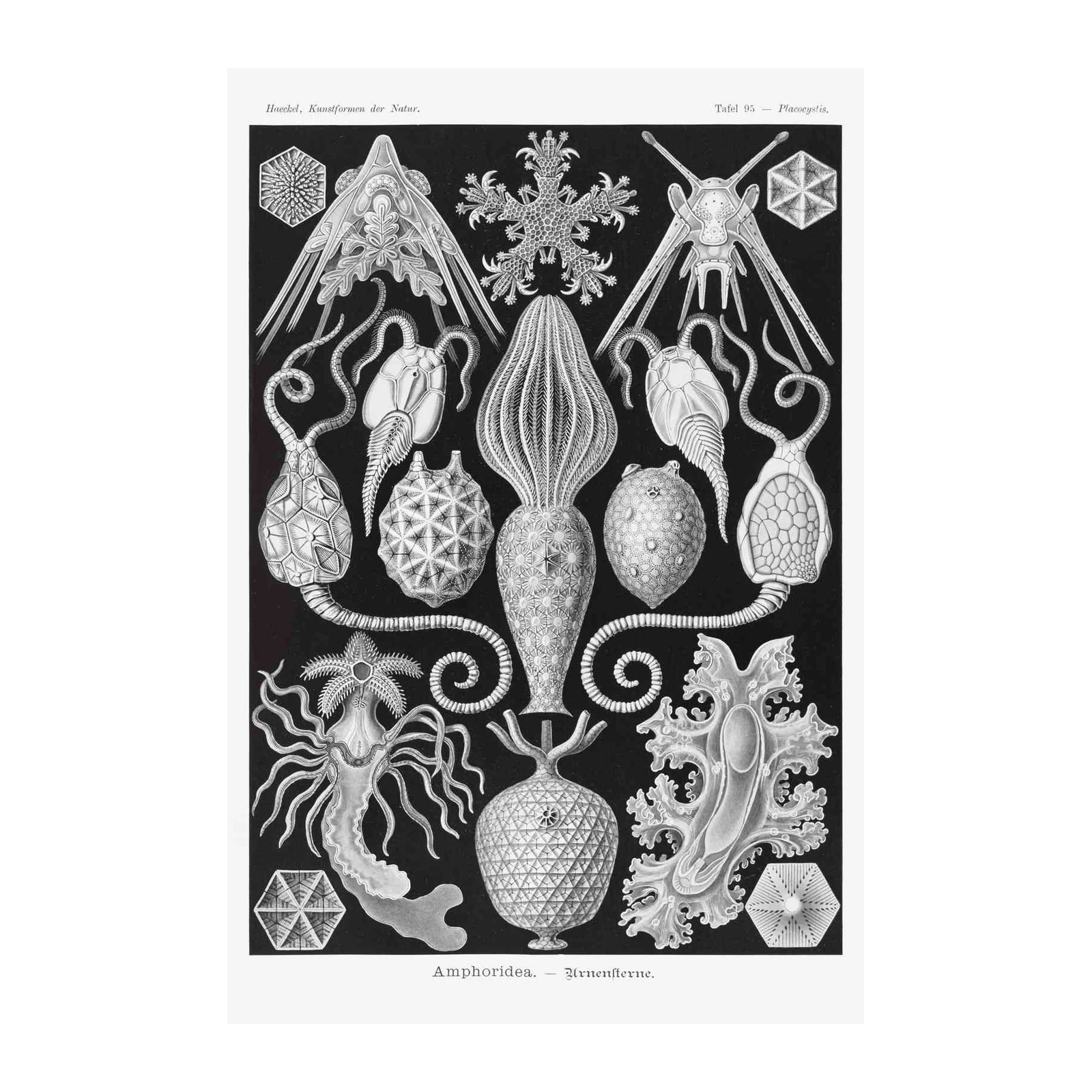 Vintage Haeckel Sea Creatures Wall Art
