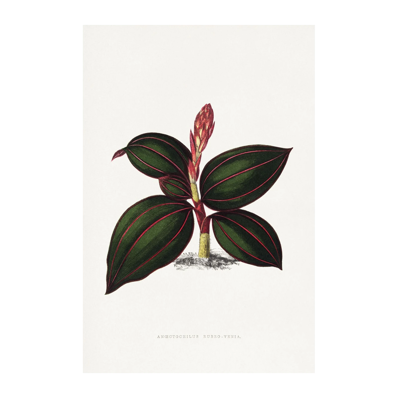 Jewel Orchid Botanical Vintage Wall Art