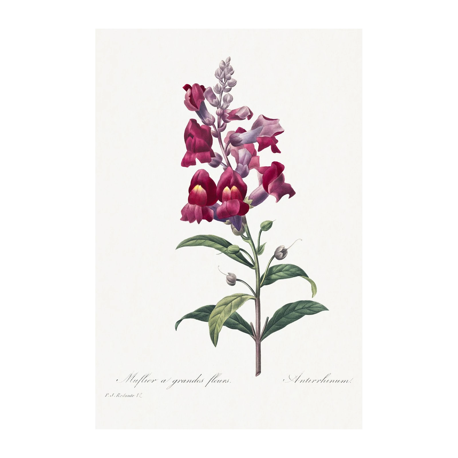 Vintage Botanical Snapdragon Wall Art