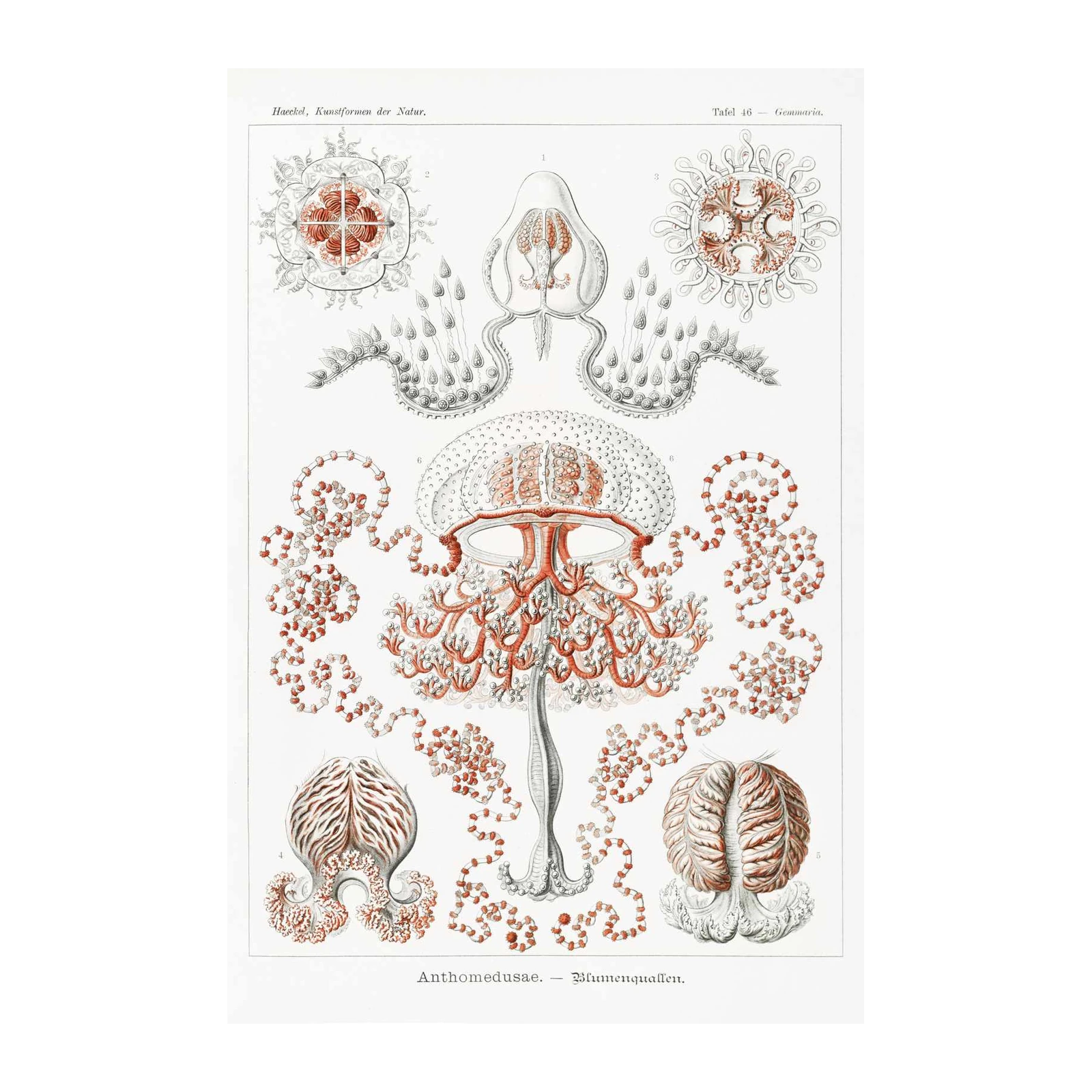 Vintage Jellyfish Botanical Art Wall Art