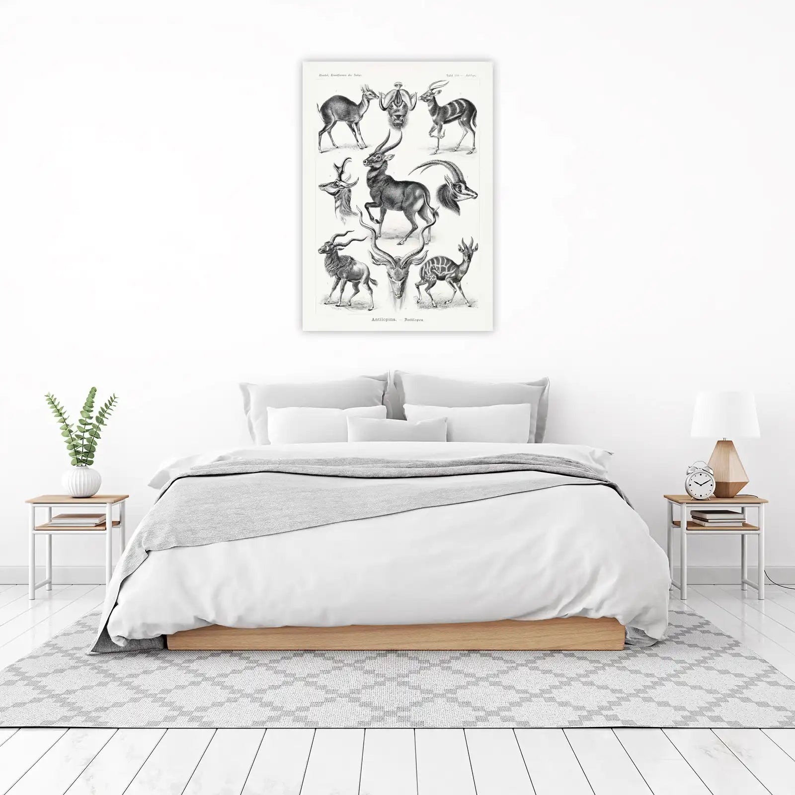 Vintage Antelope Illustrations | Ernest Haeckel Wall Art