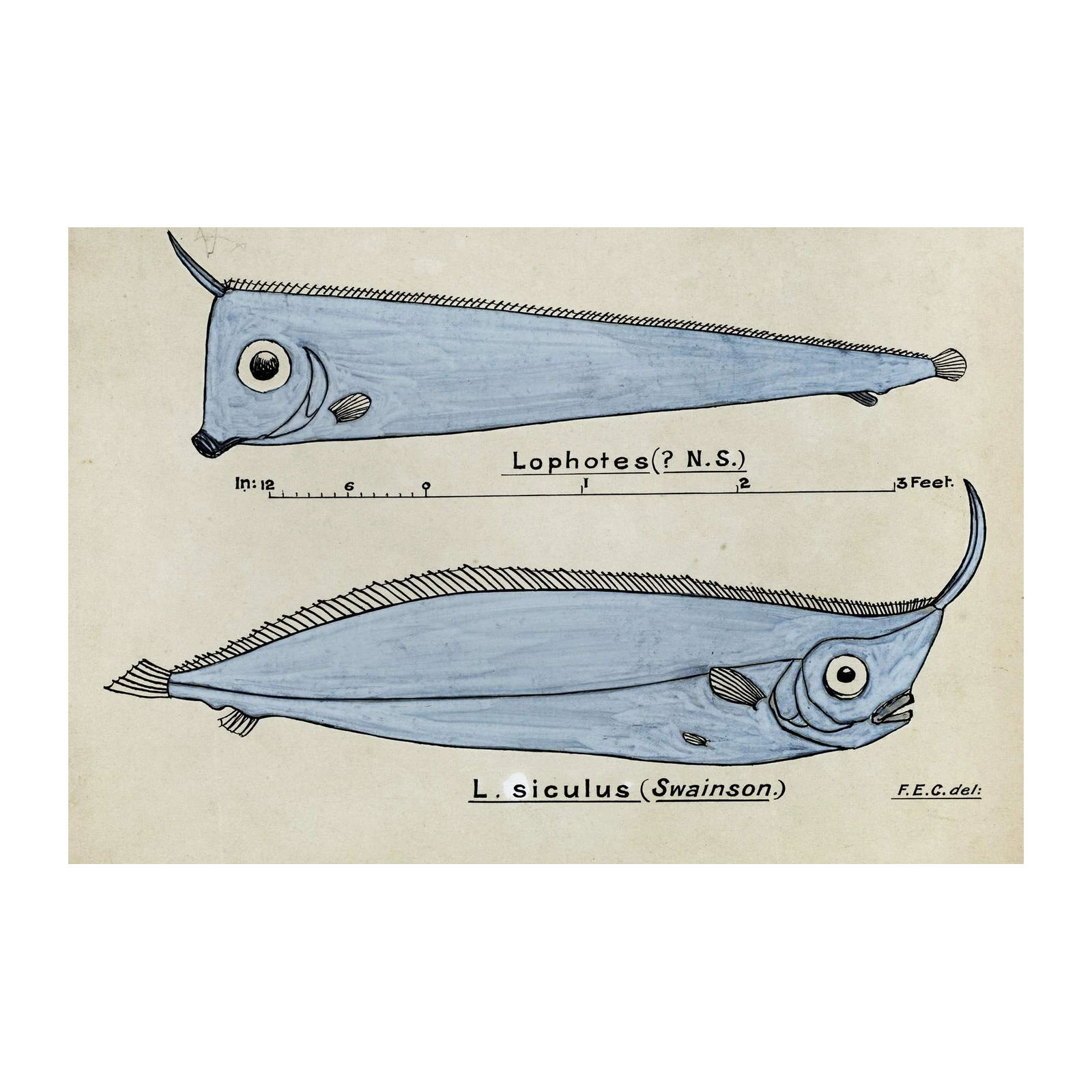 Vintage Scientific Fish Lophotes Sic Hake Wall Art