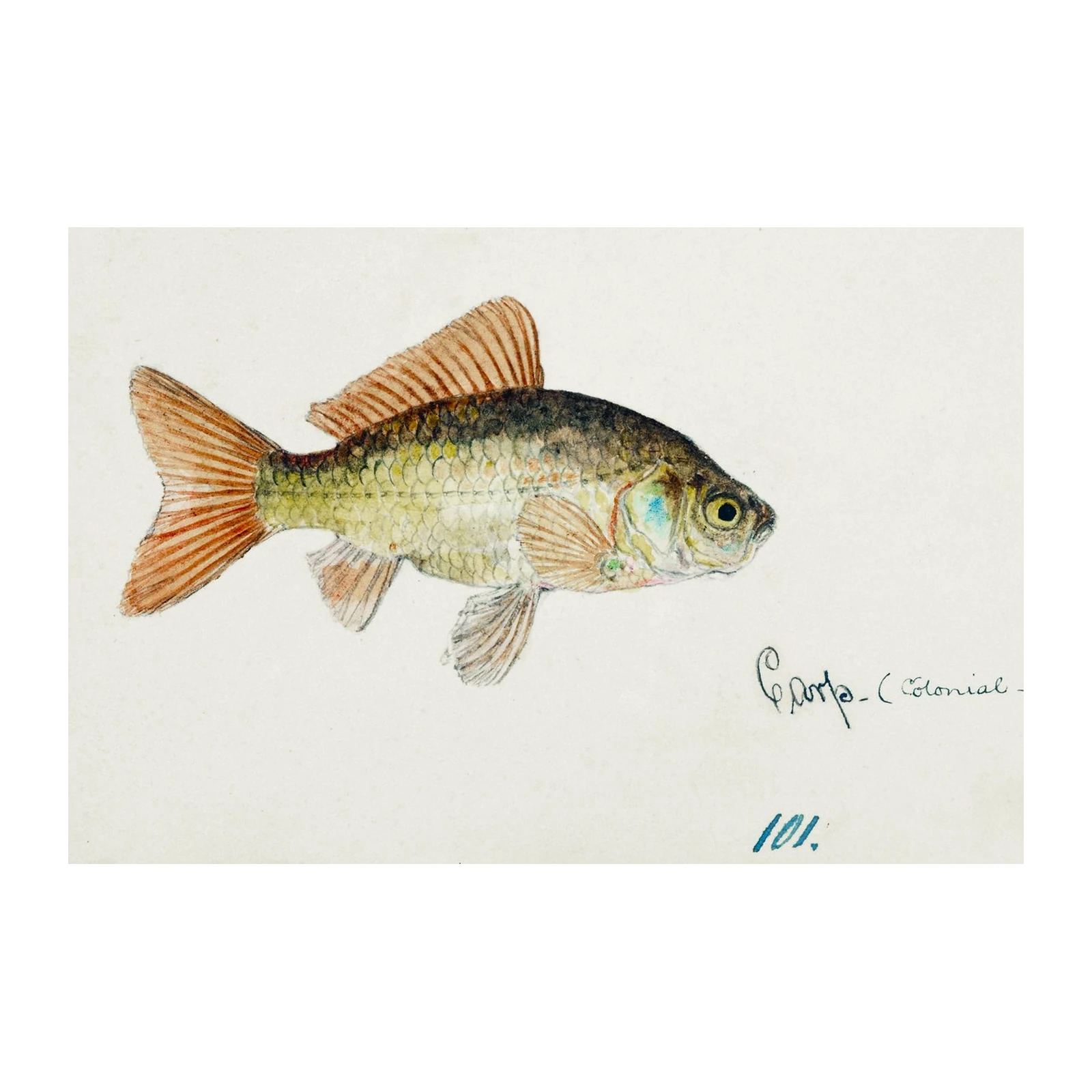 Vintage Goldfish Watercolor Art Wall Art