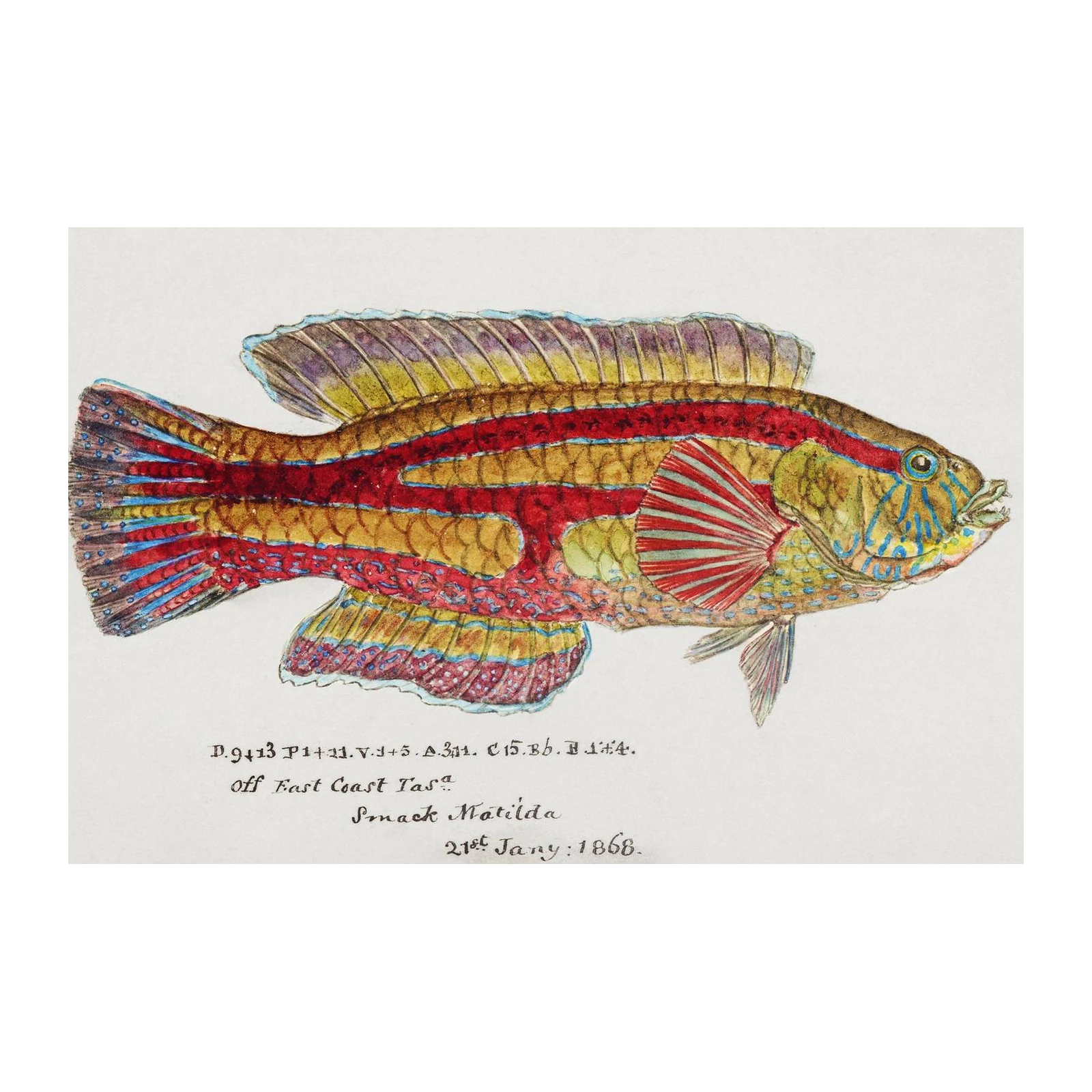 Vintage Marine Life Fish Art Wall Art
