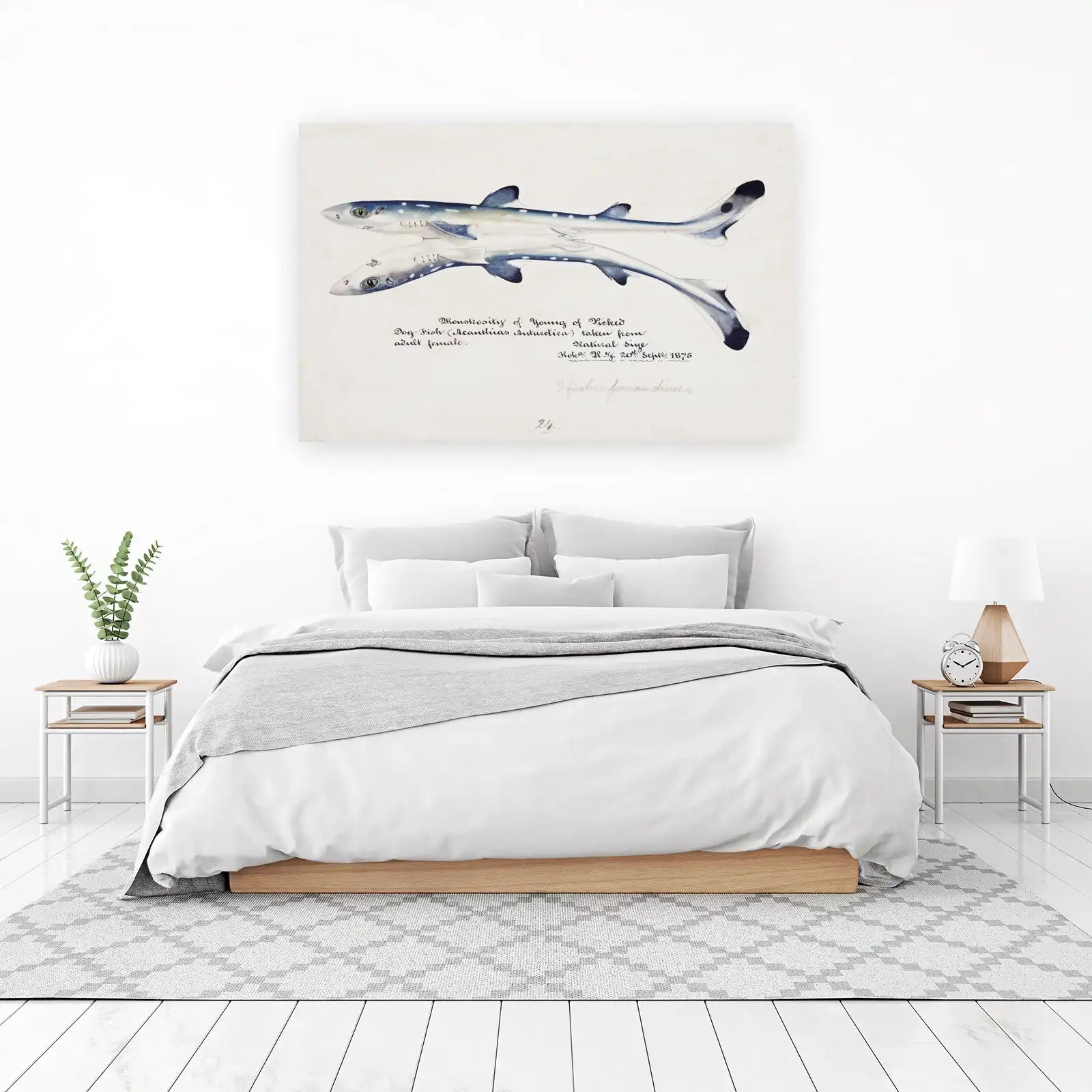 Vintage Dogfish Shark Art | Natural History Wall Art