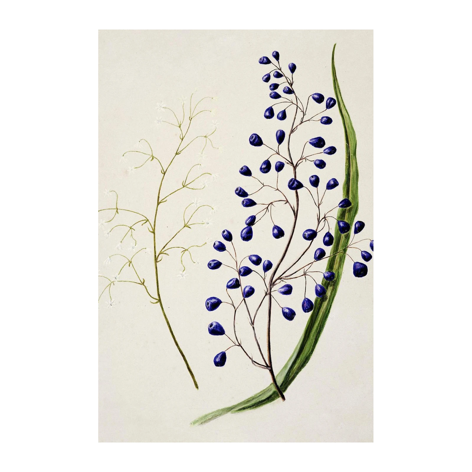 Botanical Berries & Blossoms Wall Art