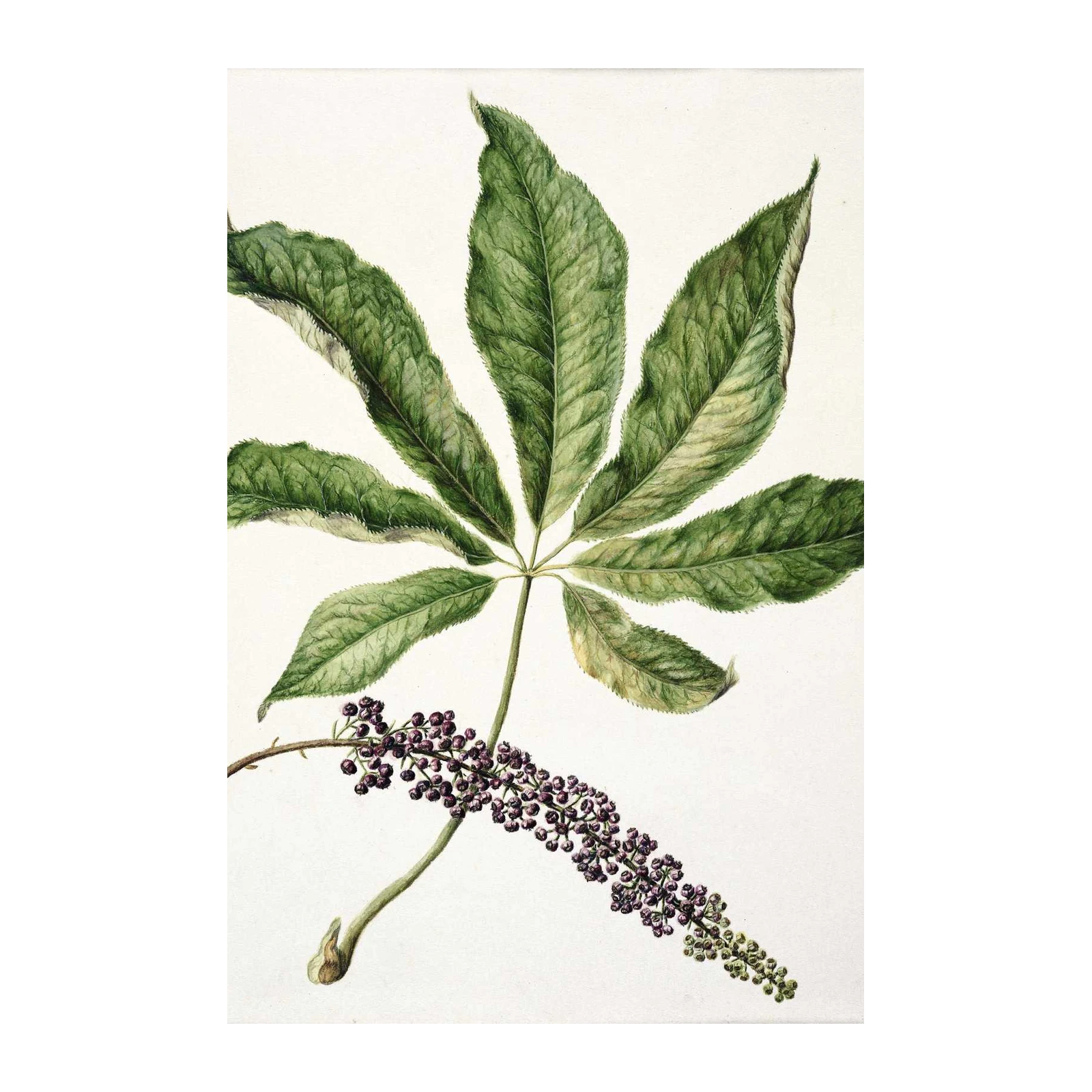 Botanical Leaf & Berry Botanical Wall Art