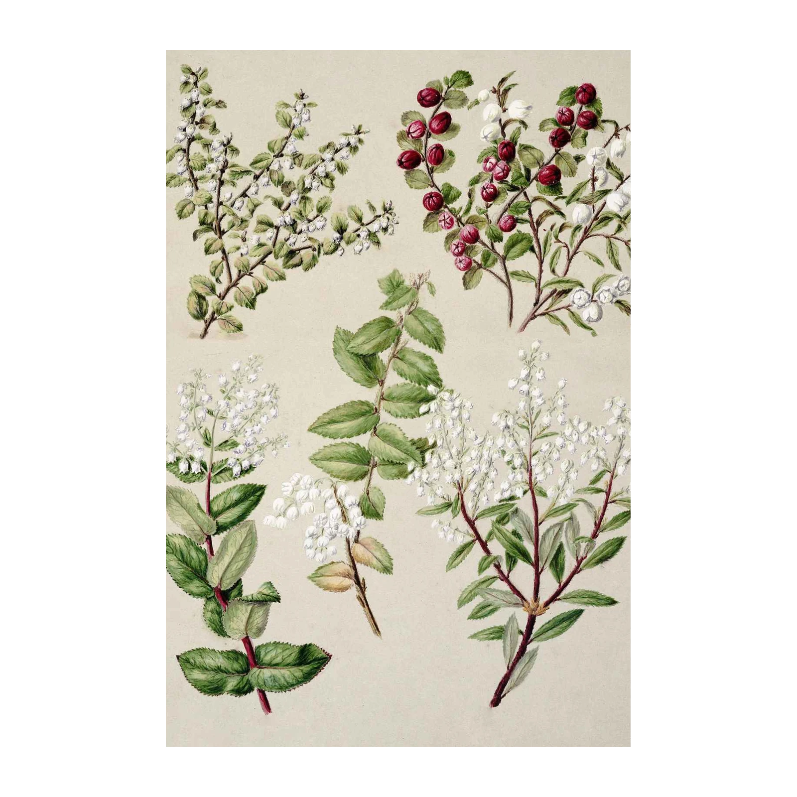 Vintage Botanical Berry & Blossom Wall Art