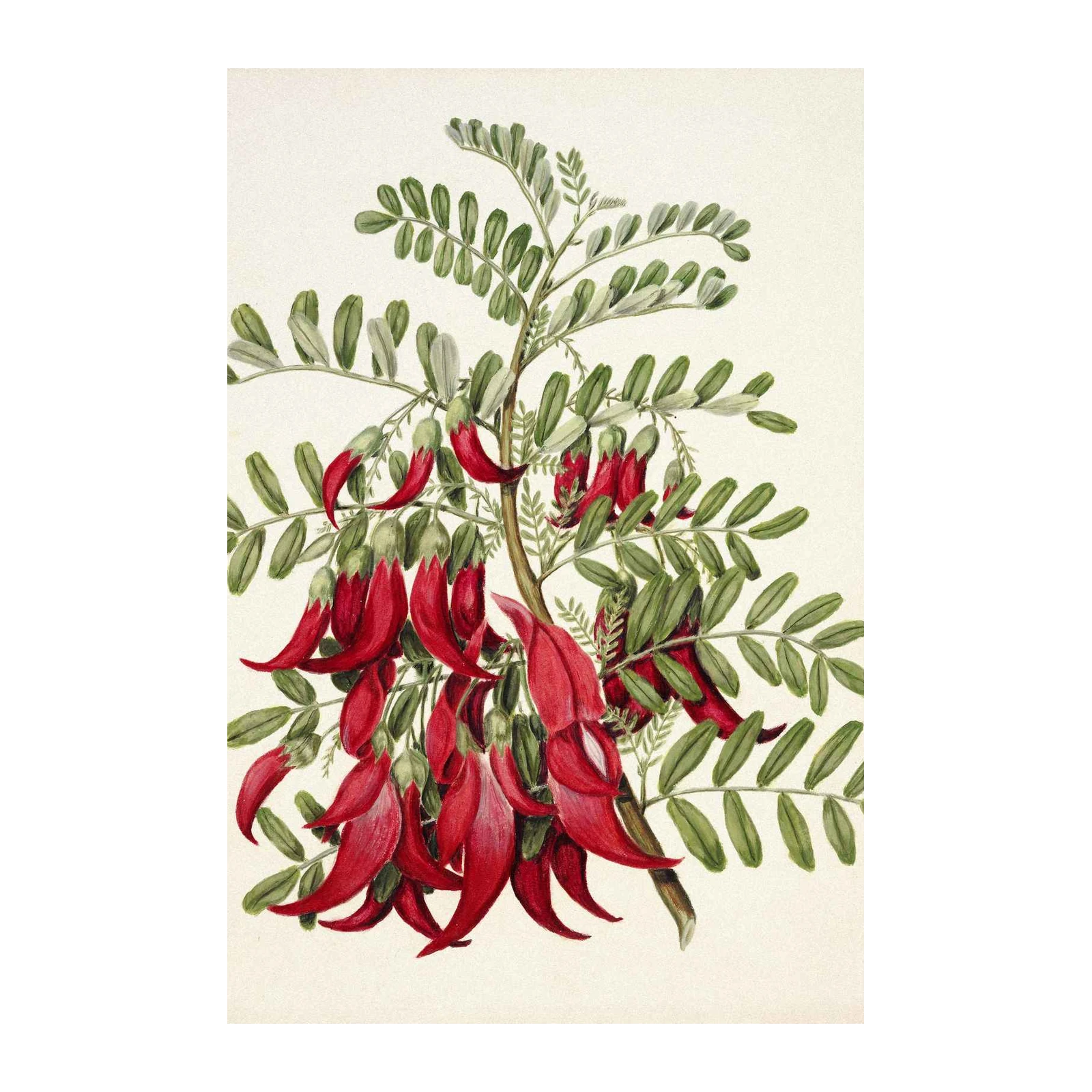Vibrant Kōwhai Flower Botanical Art Wall Art