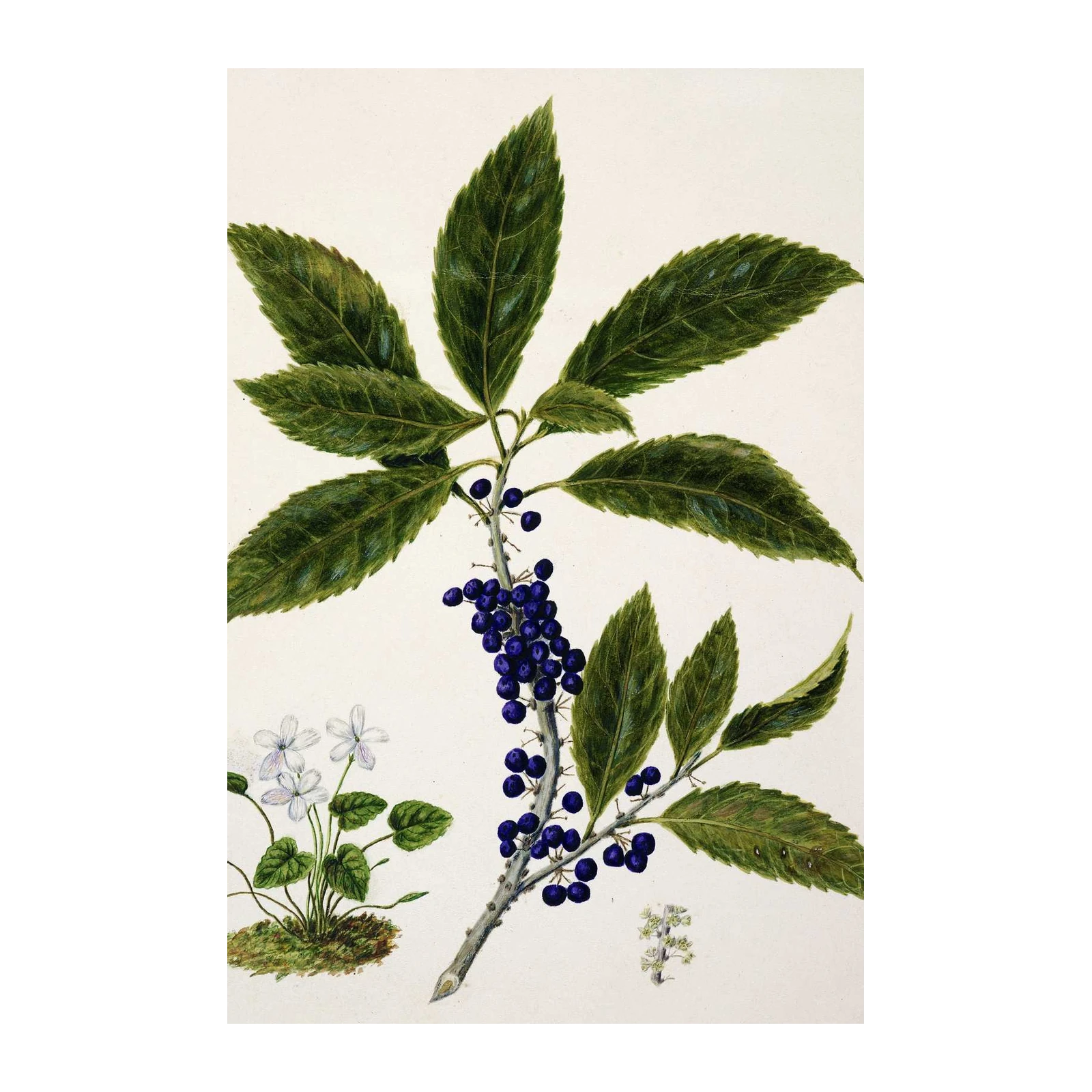 Botanical Berry & Bloom Wall Art