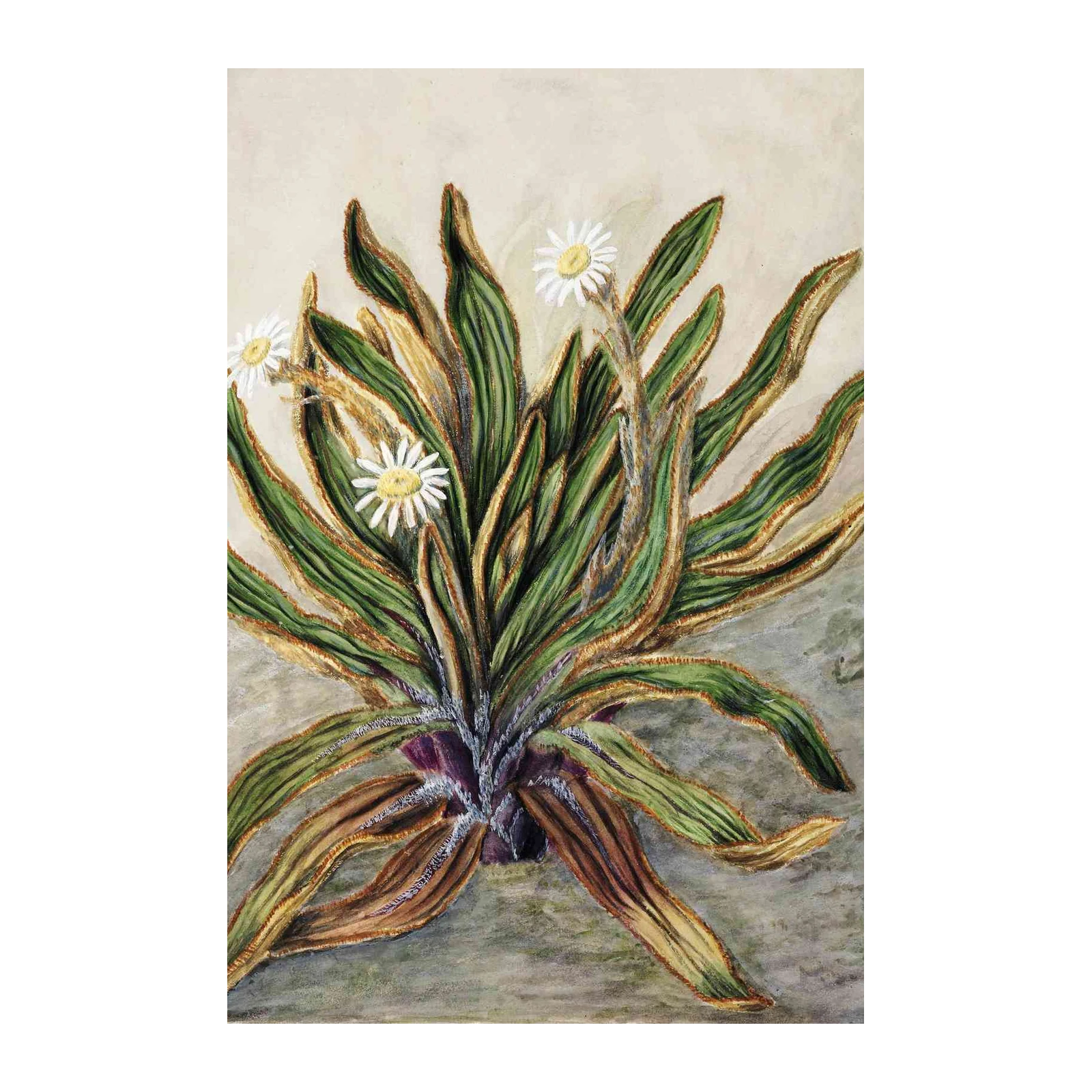 Botanical Daisy Plant Wall Art Wall Art