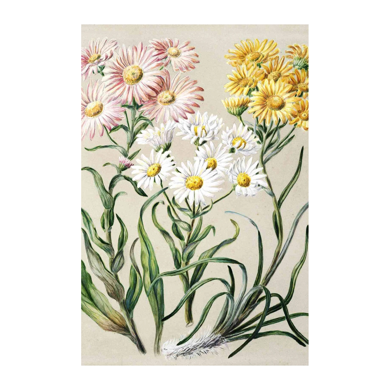 Vintage Floral Daisy & Aster Wall Art