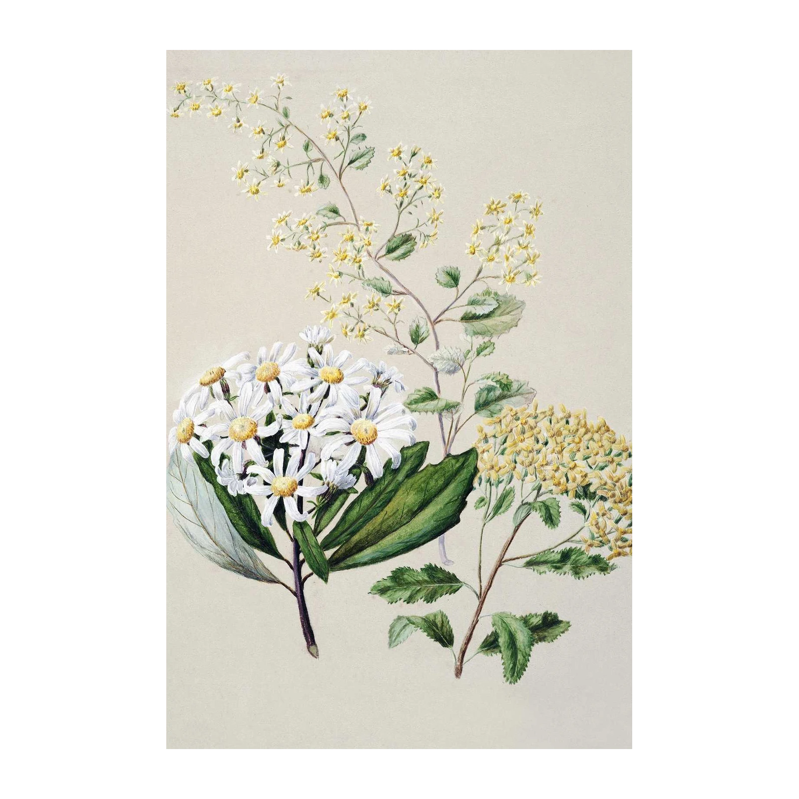 Botanical Daisy & Yellow Bloom Wall Art