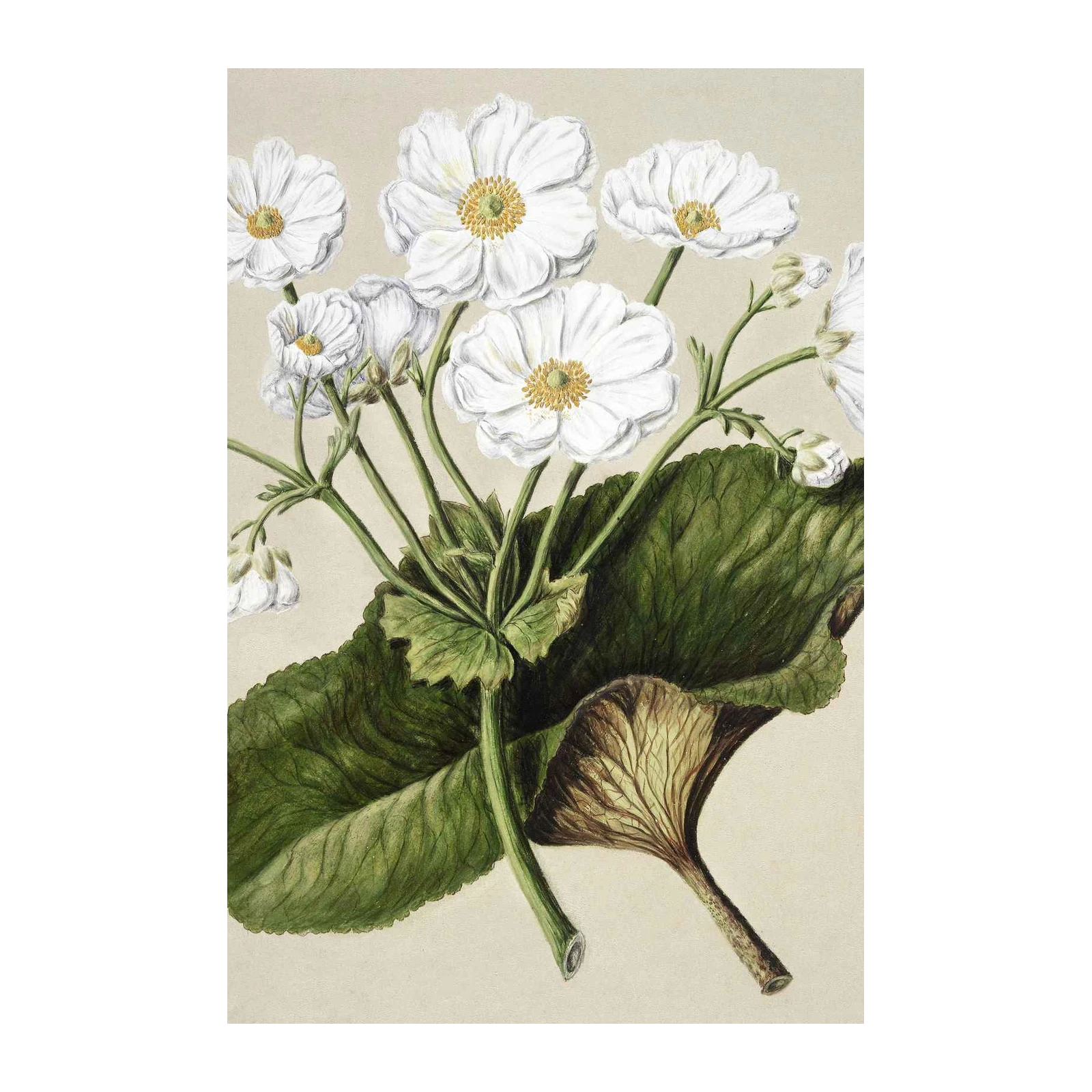 Elegant White Floral Botanical Wall Art