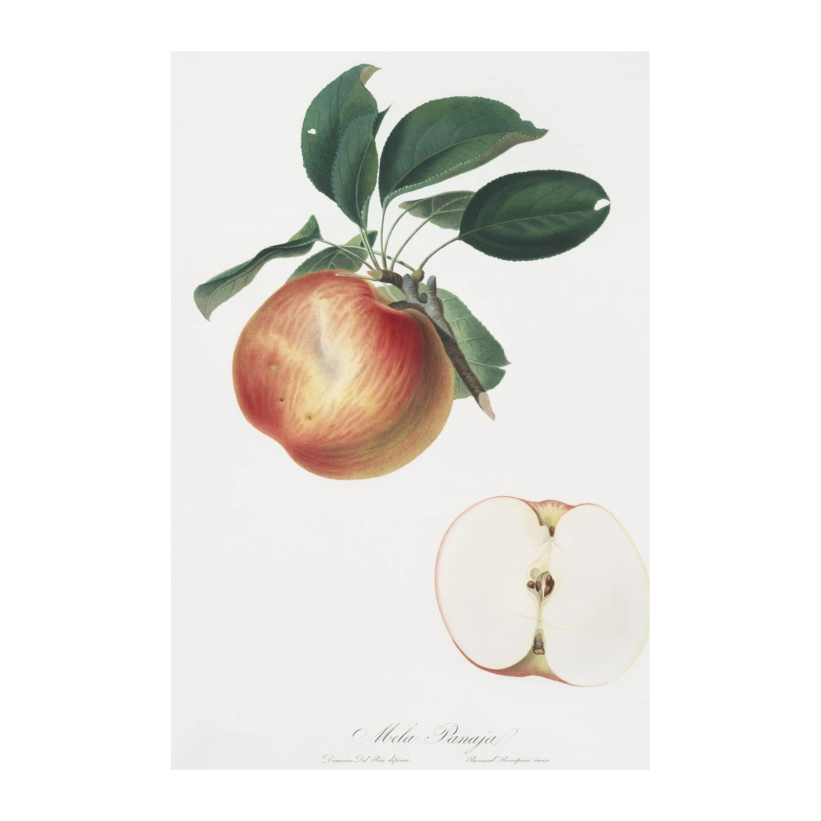 Vintage Apple Botanical Art Wall Art
