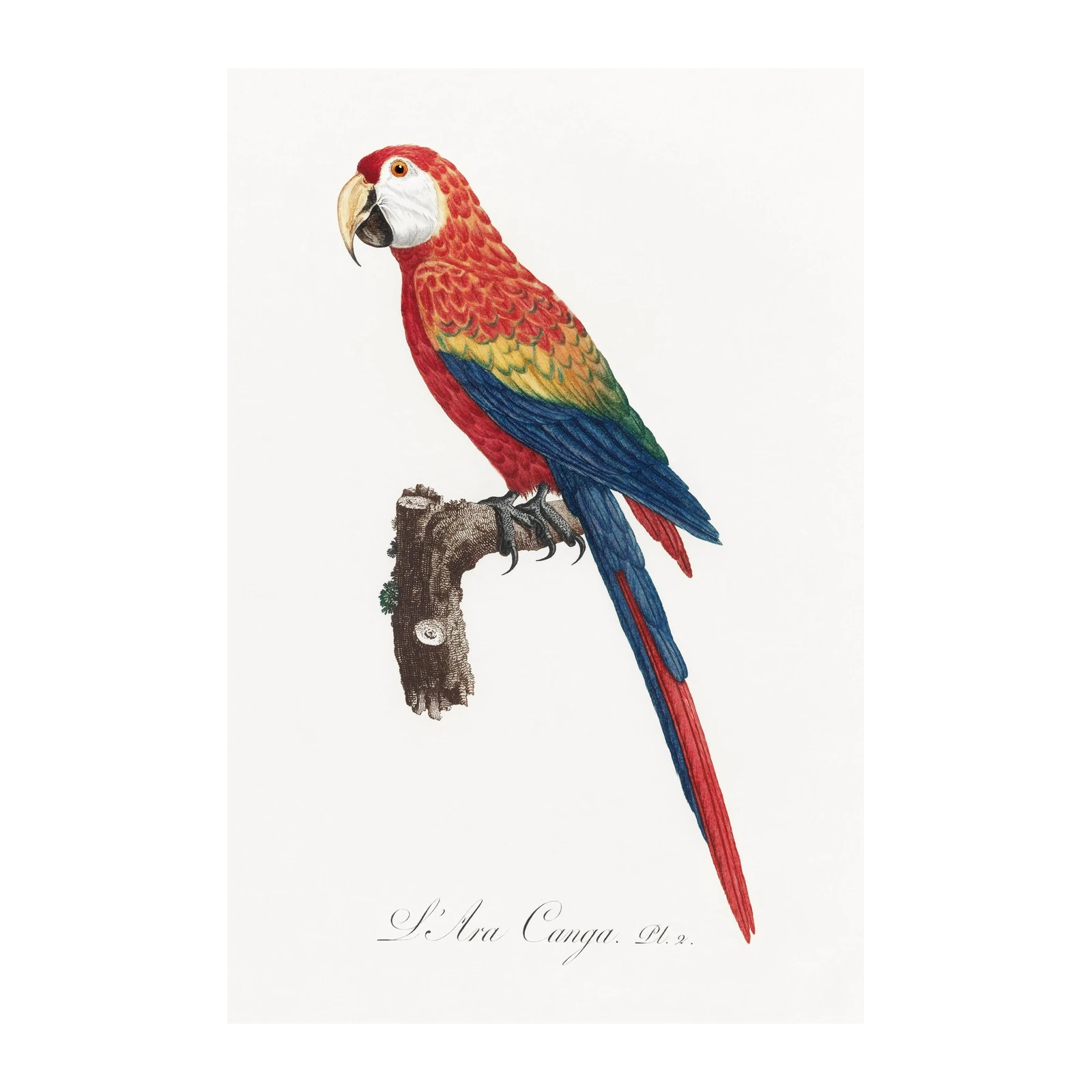 Vibrant Scarlet Macaw Vintage Bird Art Wall Art
