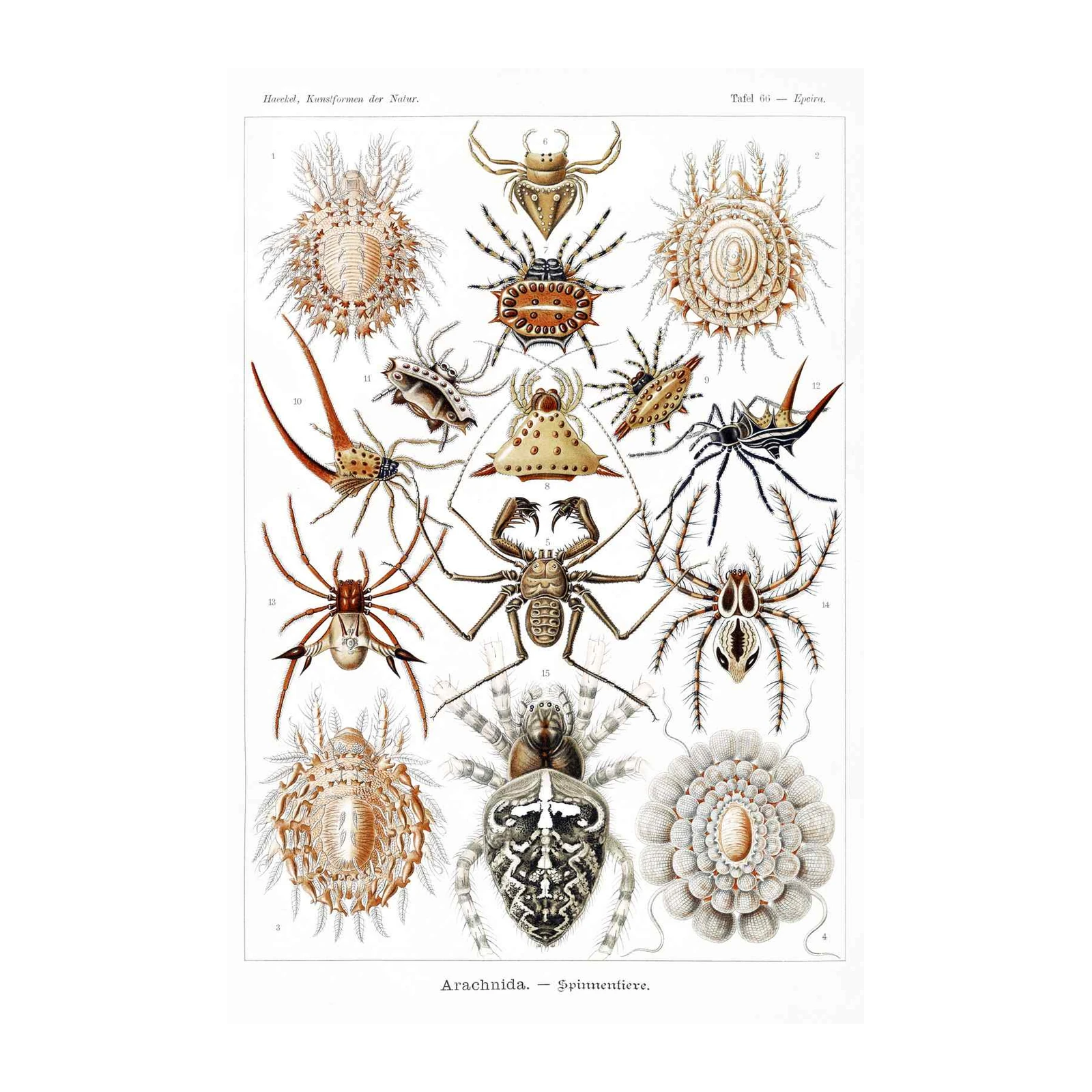 Vintage Spider Art Print - Arachnida Nature Wall Art