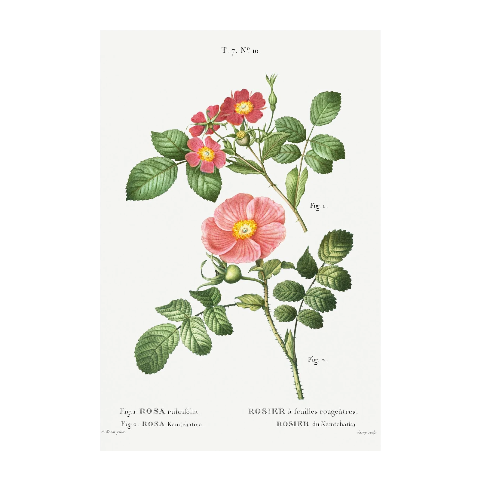 Vintage Botanical Rose Wall Art