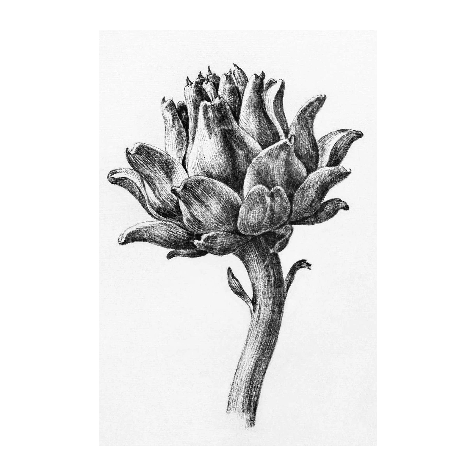 Elegant Artichoke Botanical Sketch Wall Art