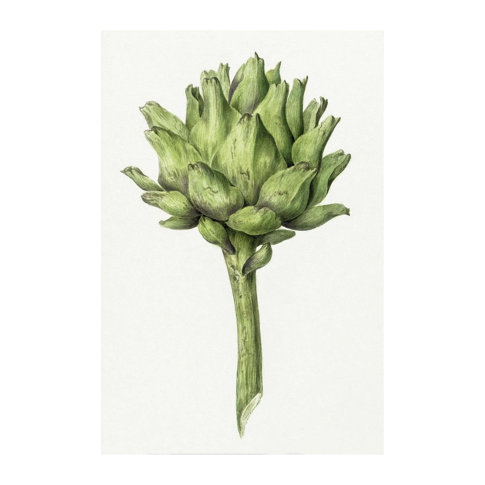 Botanical Art Artichoke Wall Art