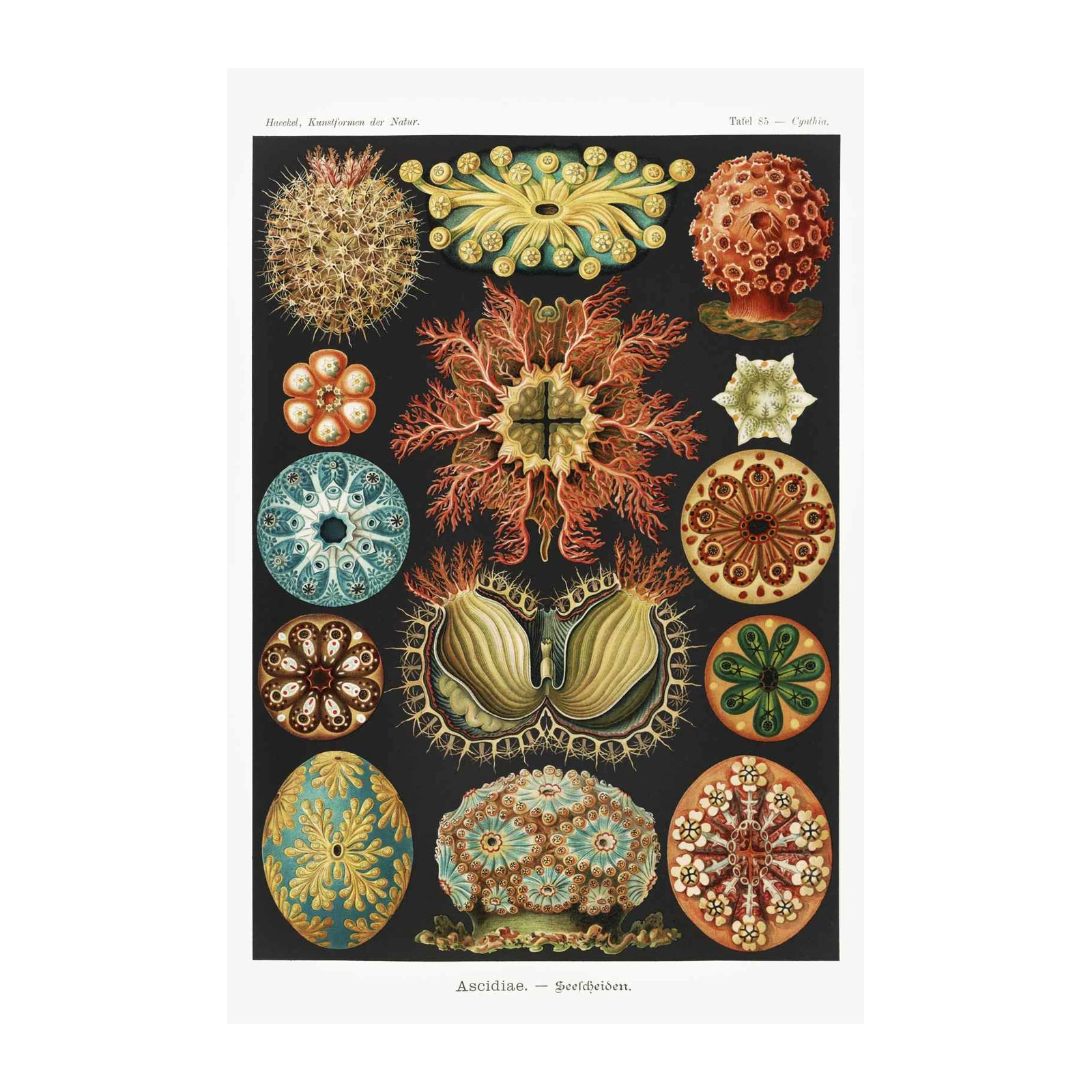 Vintage Sea Creatures Botanical Art Wall Art