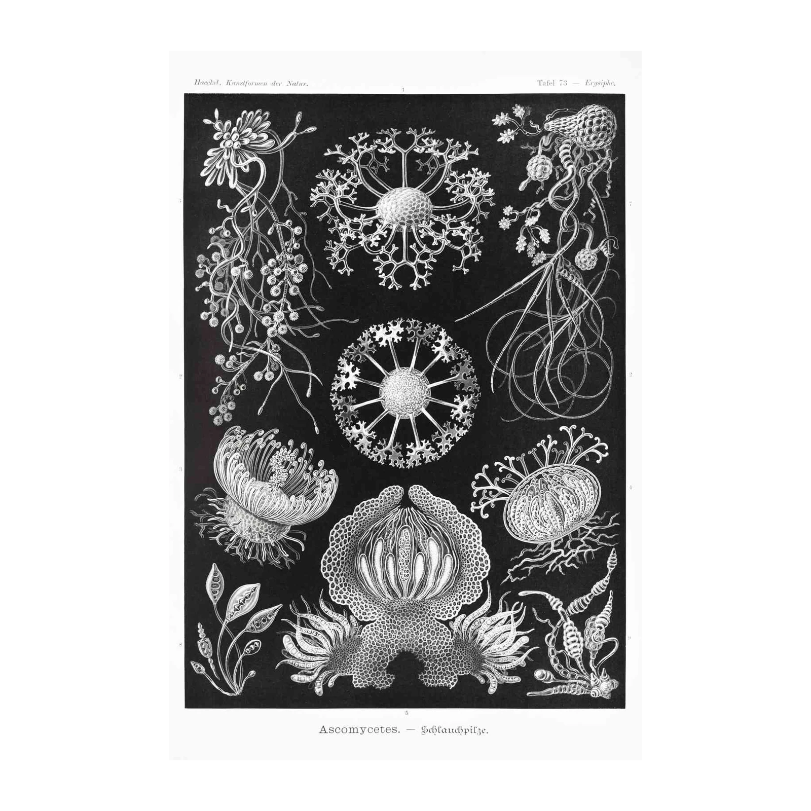 Vintage Botanical Ascomycetes Wall Art